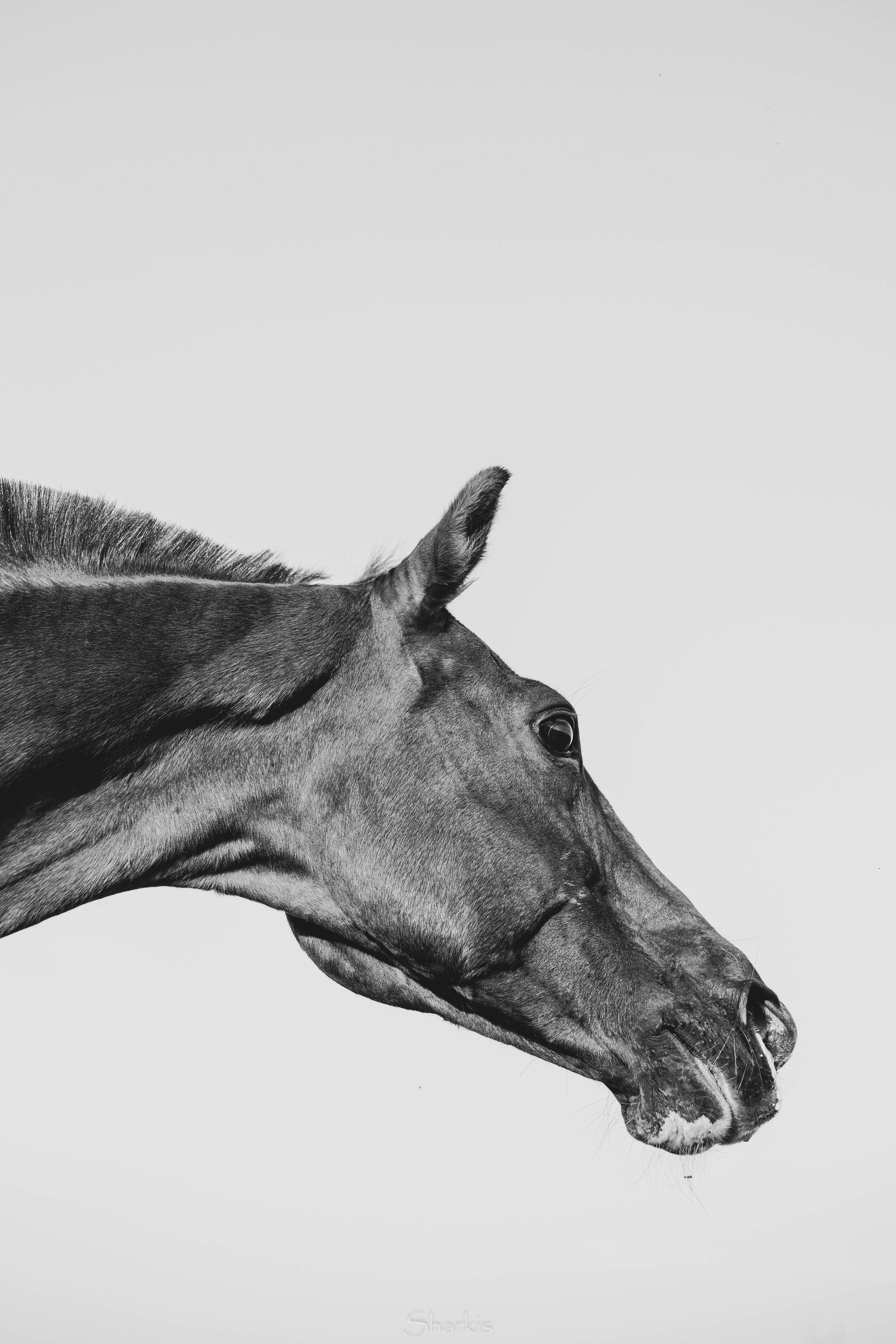 Аня и Гас. Главная