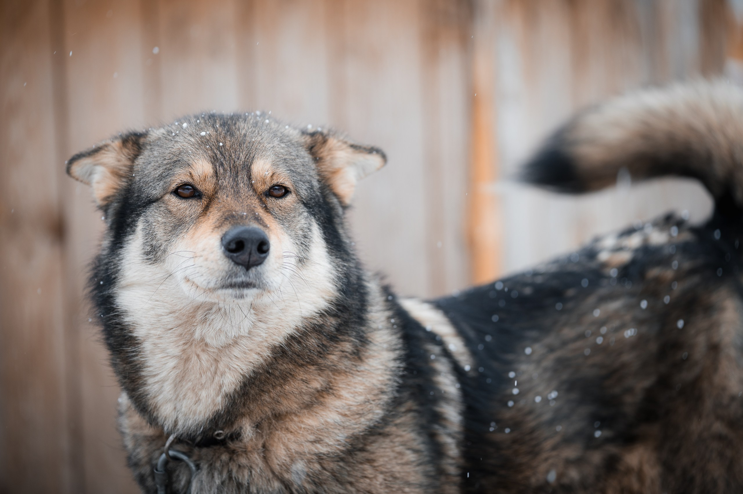 Улыбка собаки — спасение и пристройство бездомных собак