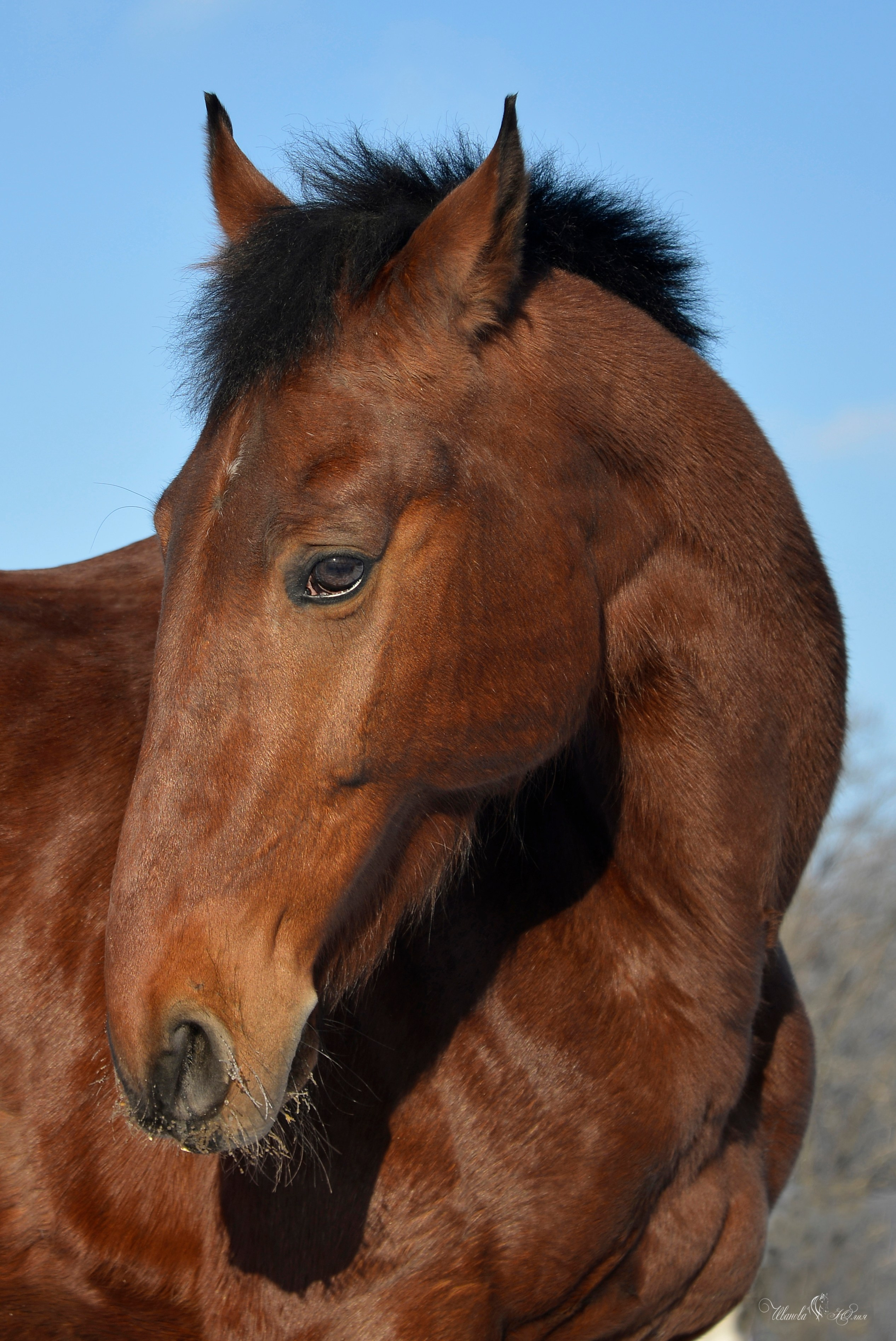 Лошади. Конный фотограф в Саратове Юлия Иванова