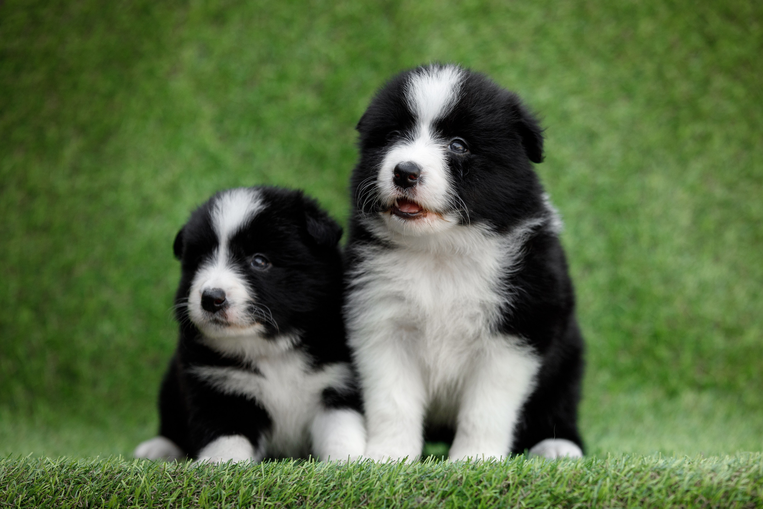 Смешарики. О нас