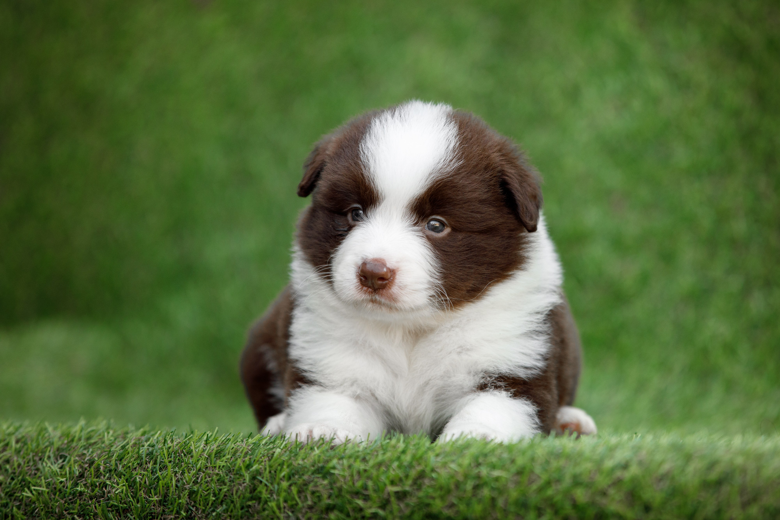 Смешарики. О нас