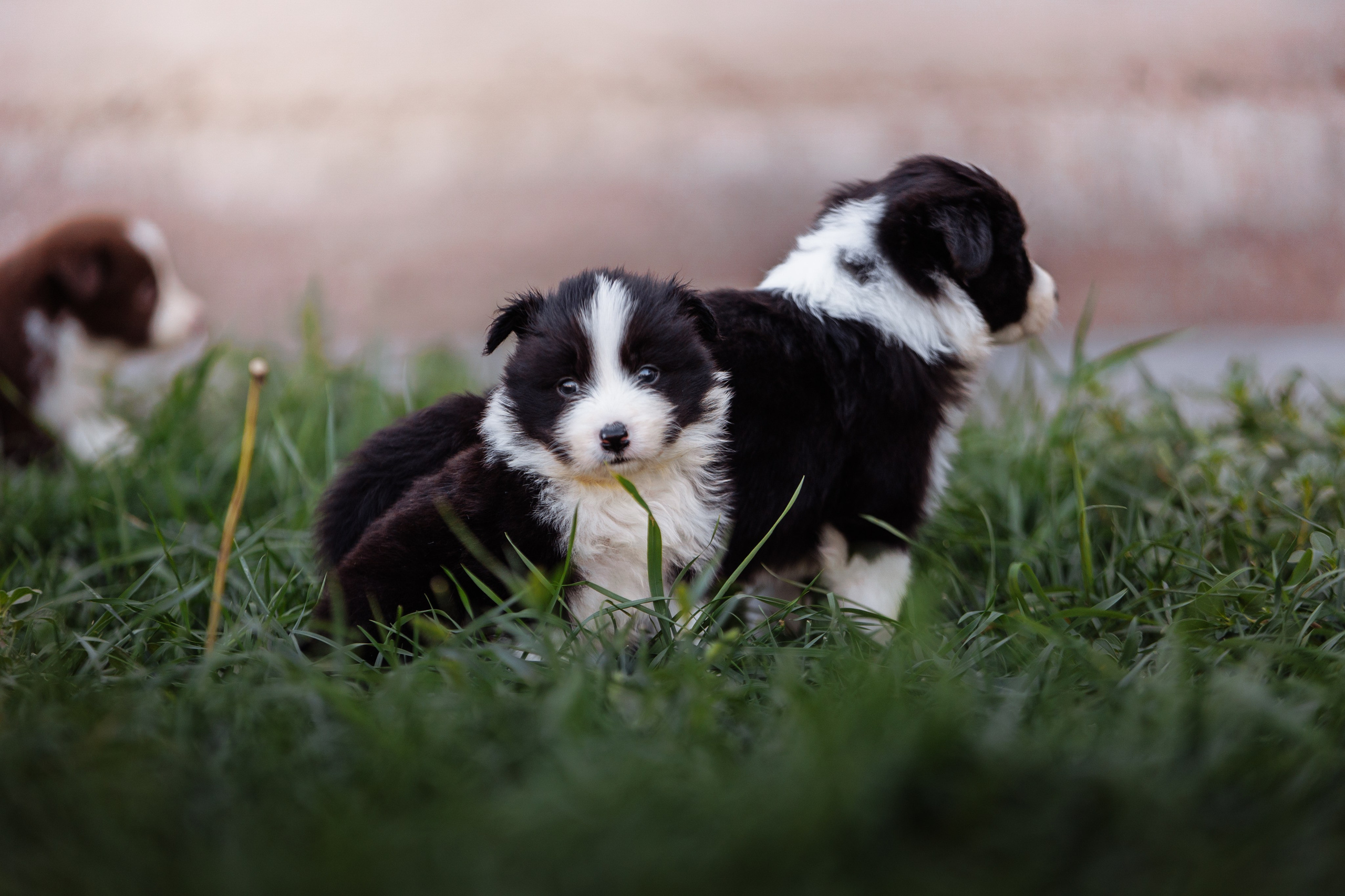 МММ — маленькое мягкое милое. О нас