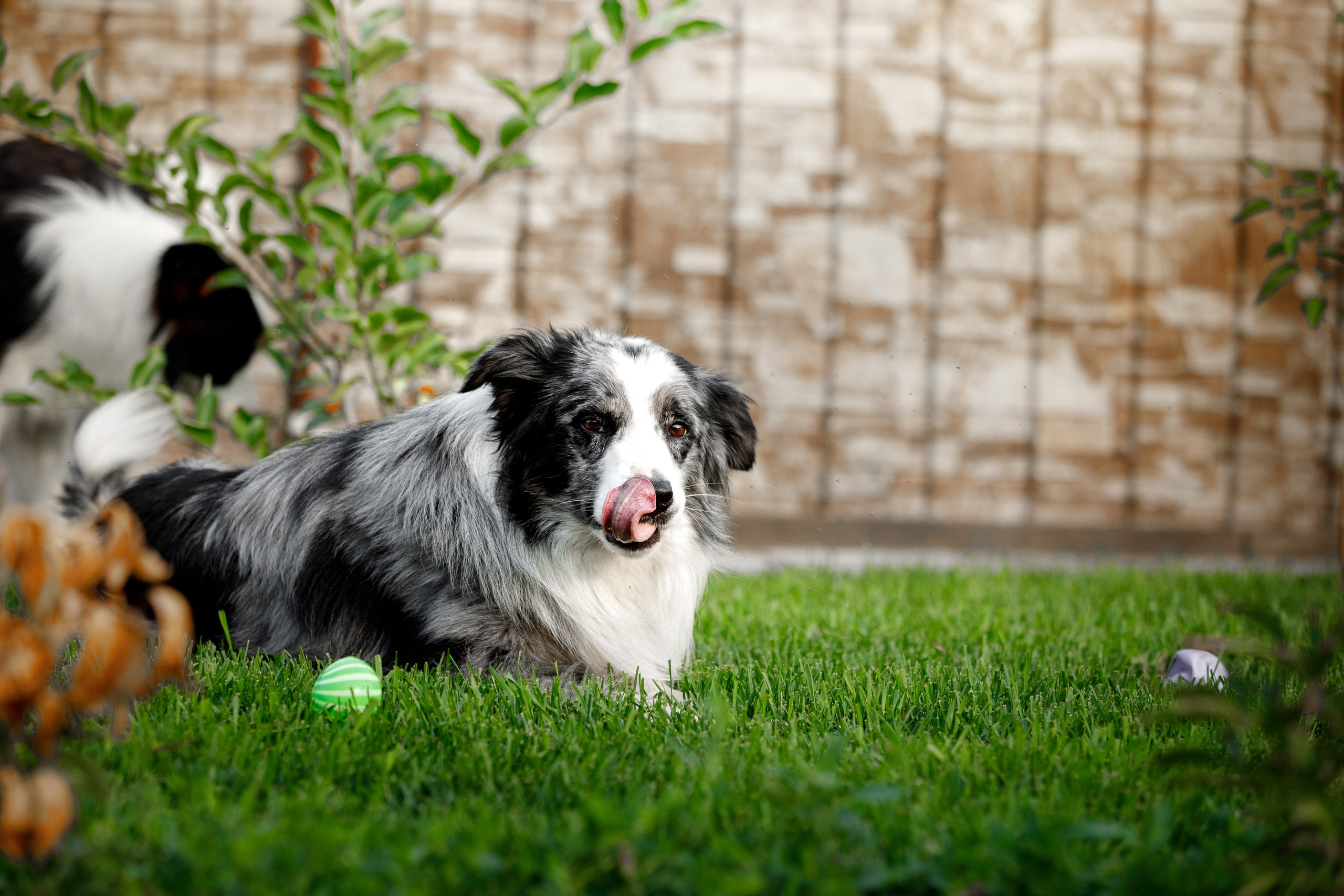 Болтовня в саду. О нас