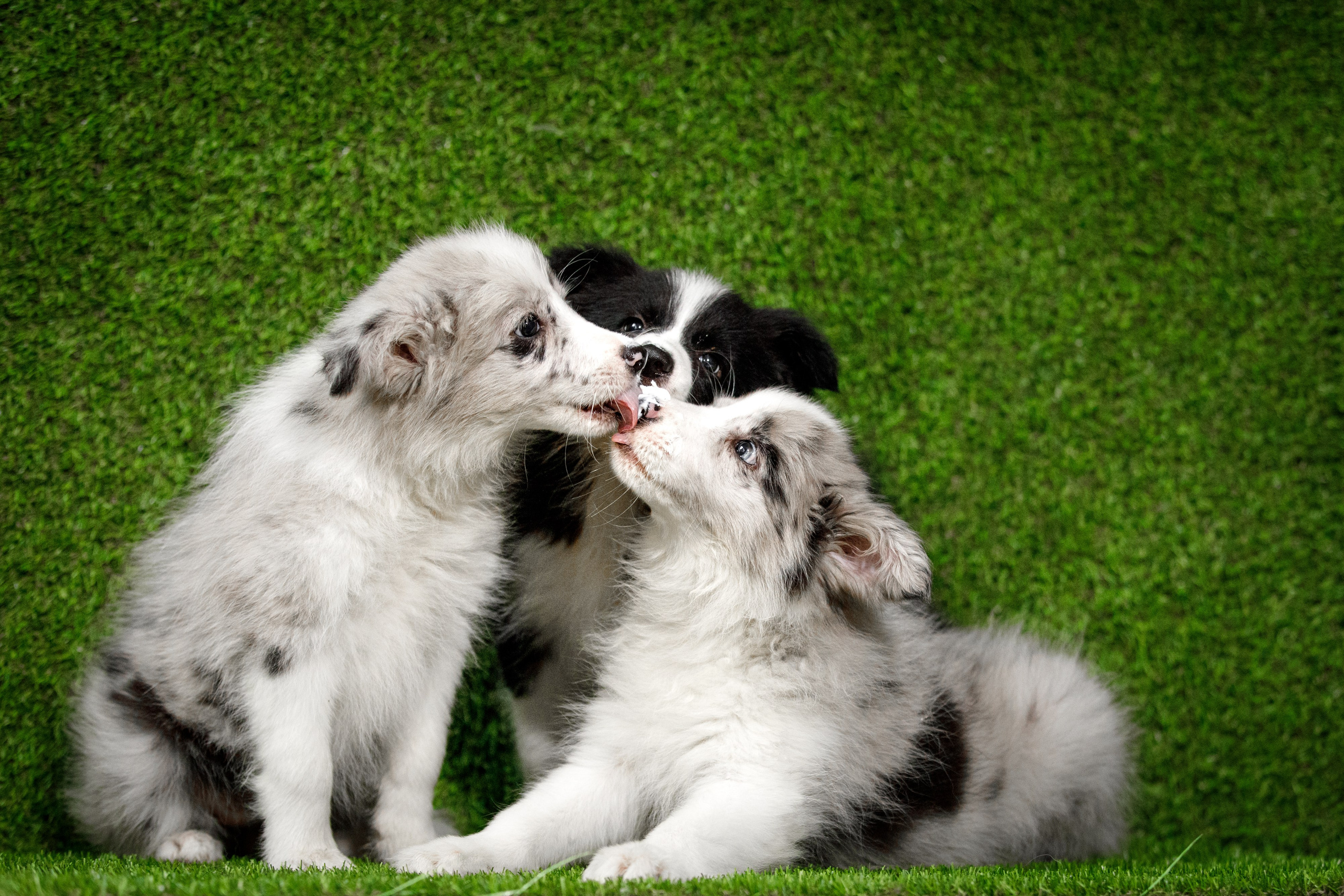 Болтовня в саду. О нас