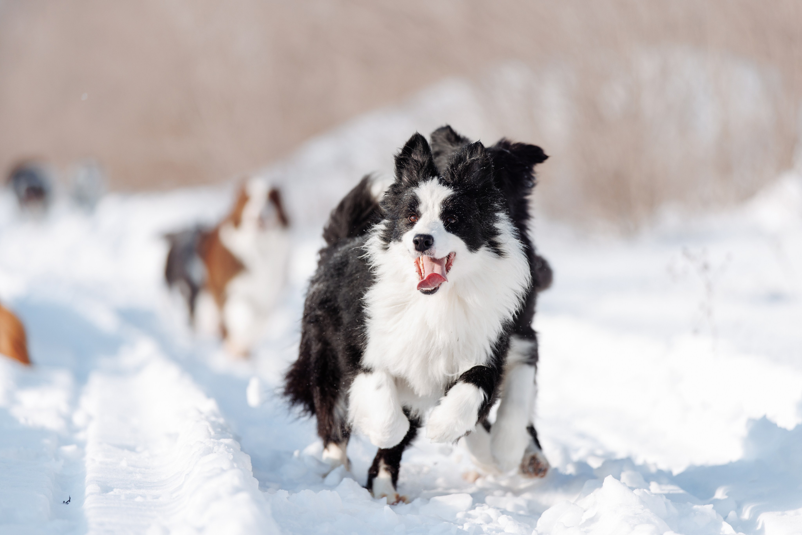 Яркий январь. О нас