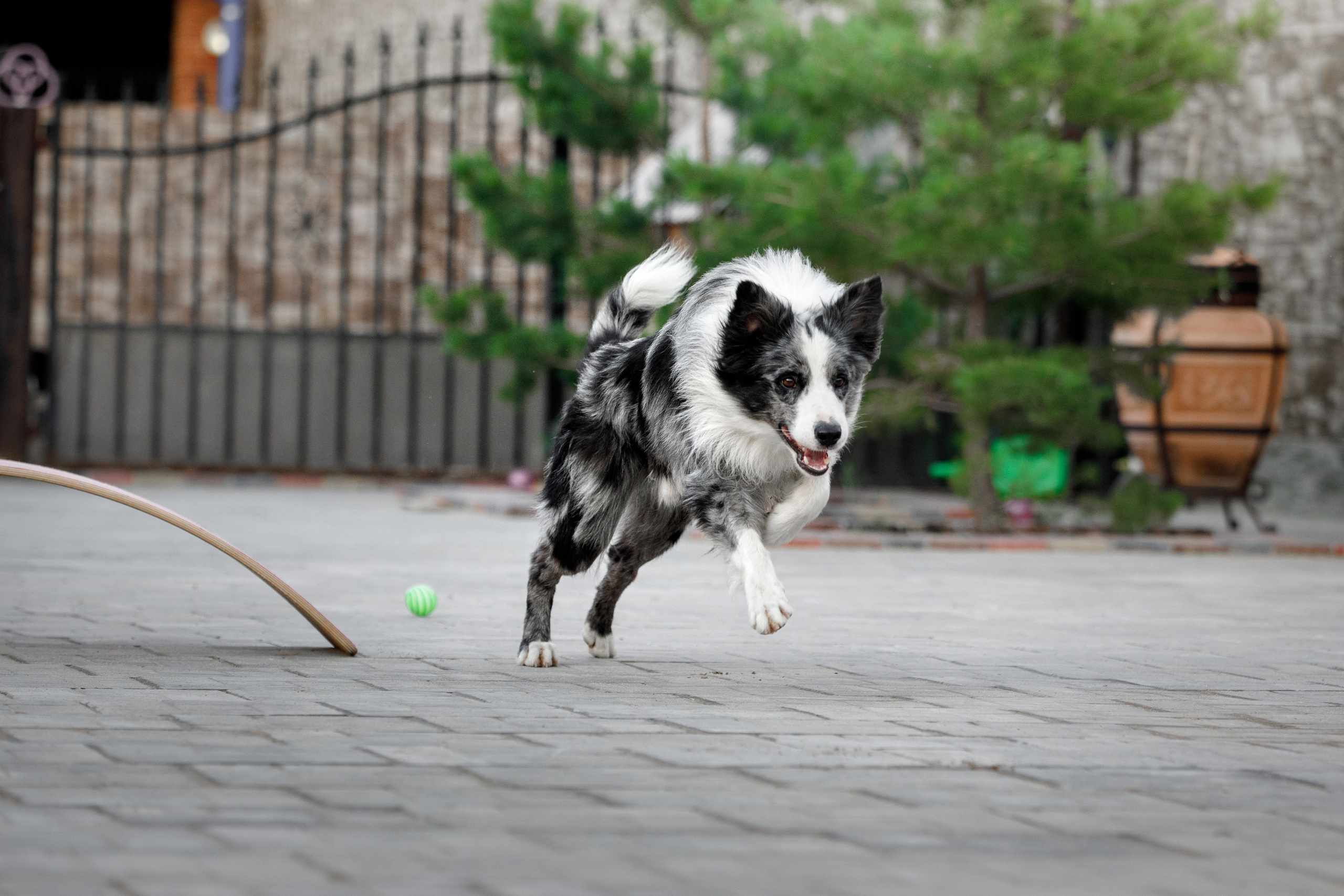 Болтовня в саду. О нас