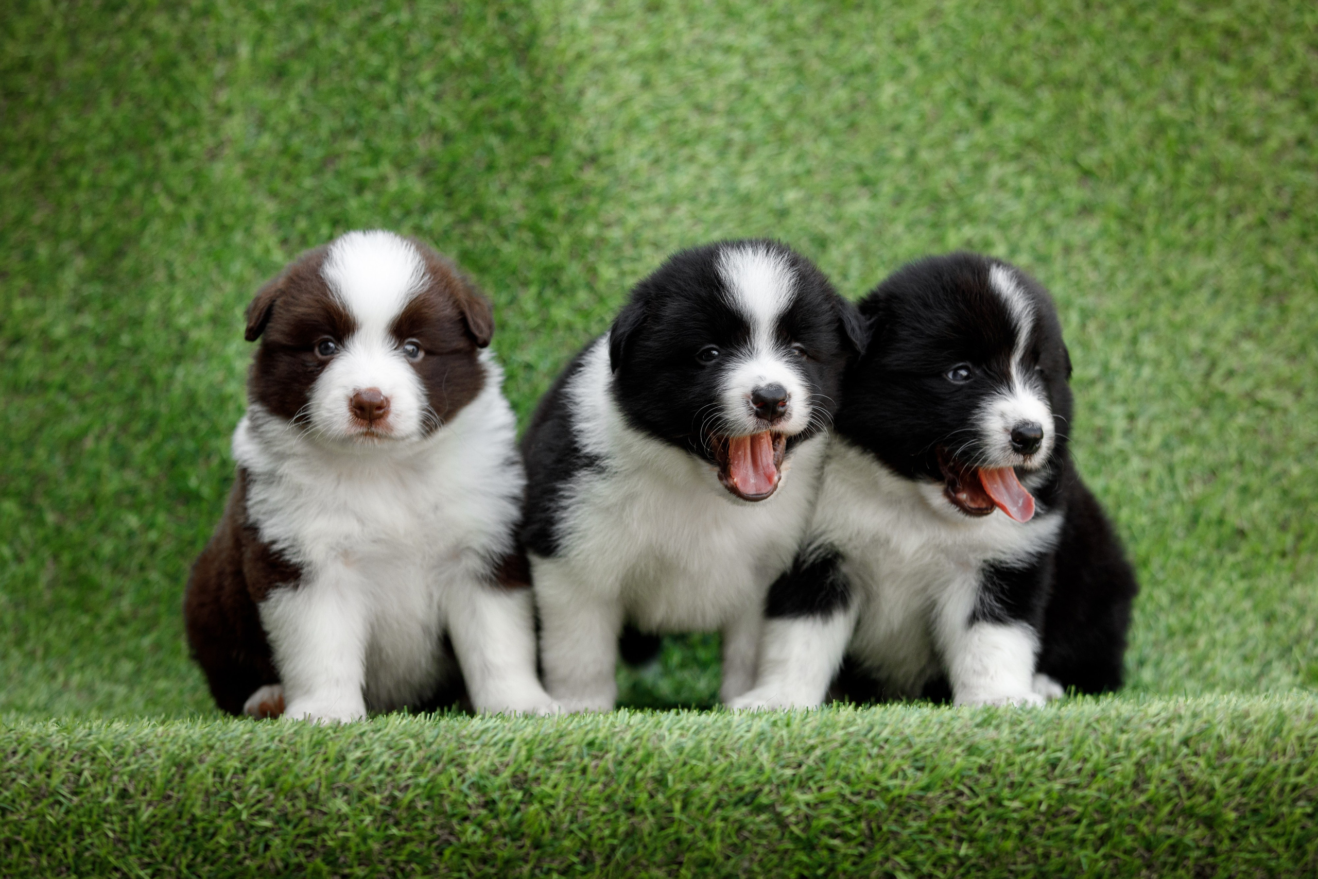 Смешарики. О нас