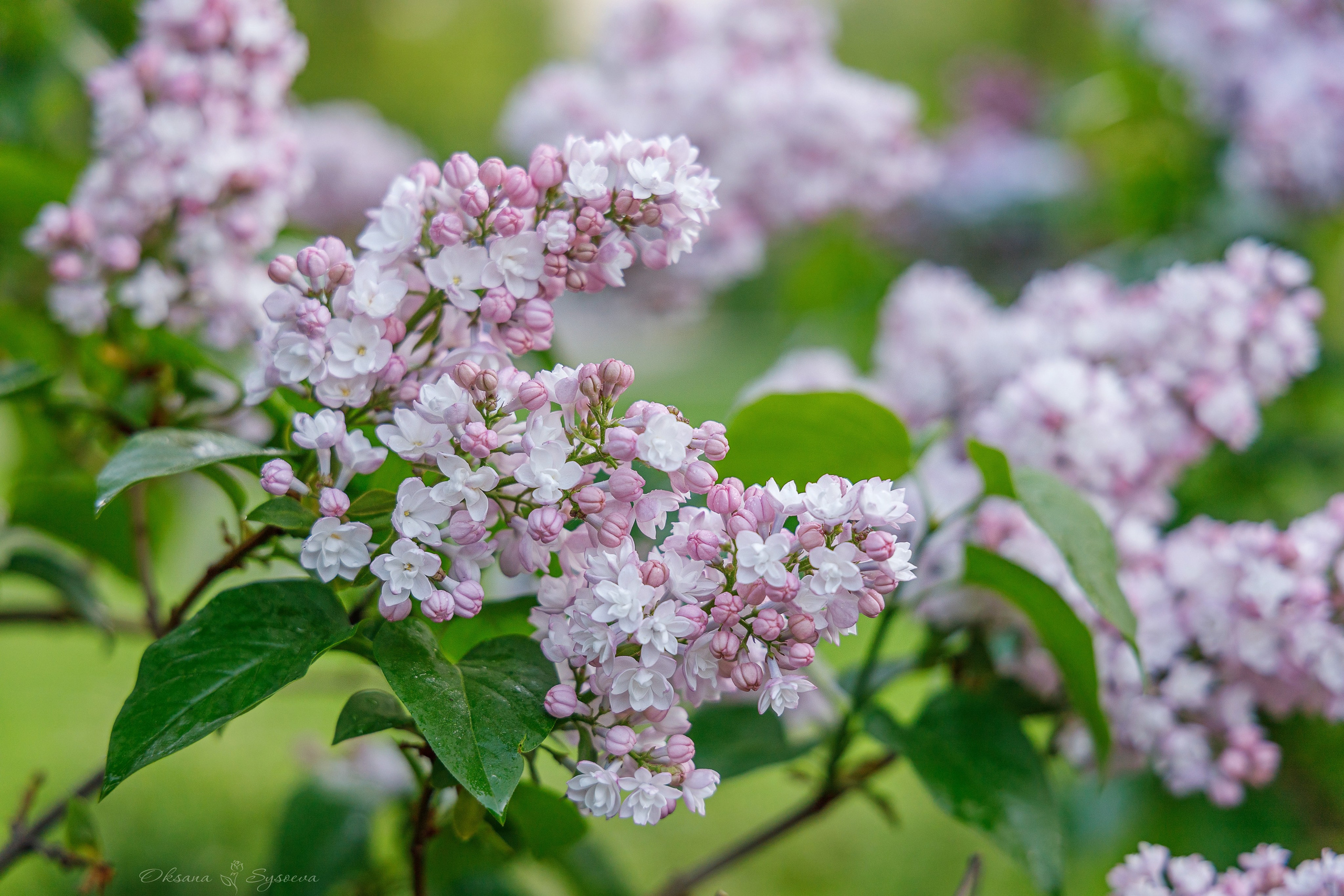 Топ мест где цветет сирень
