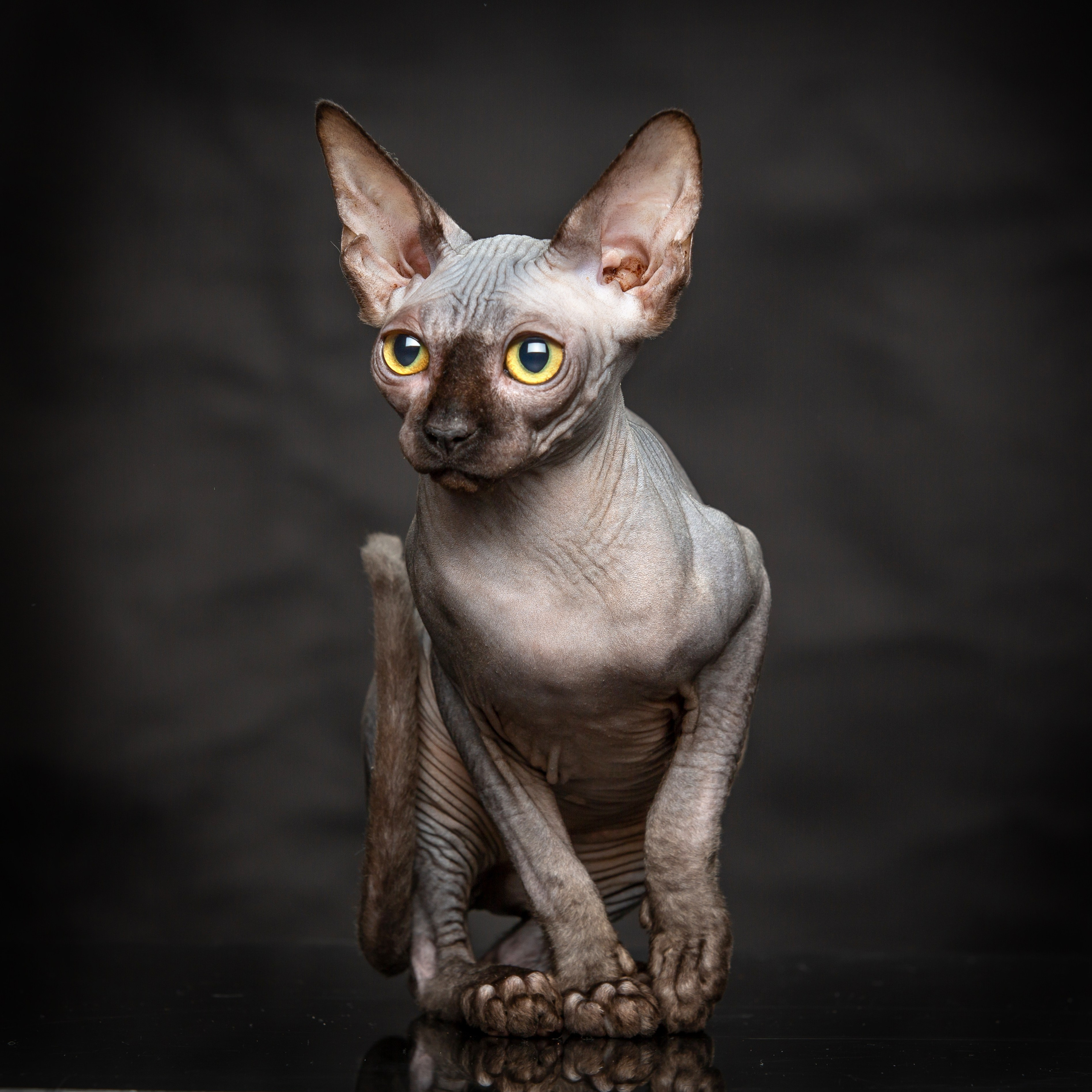 С кошкой. Фотограф Мария Кольцова