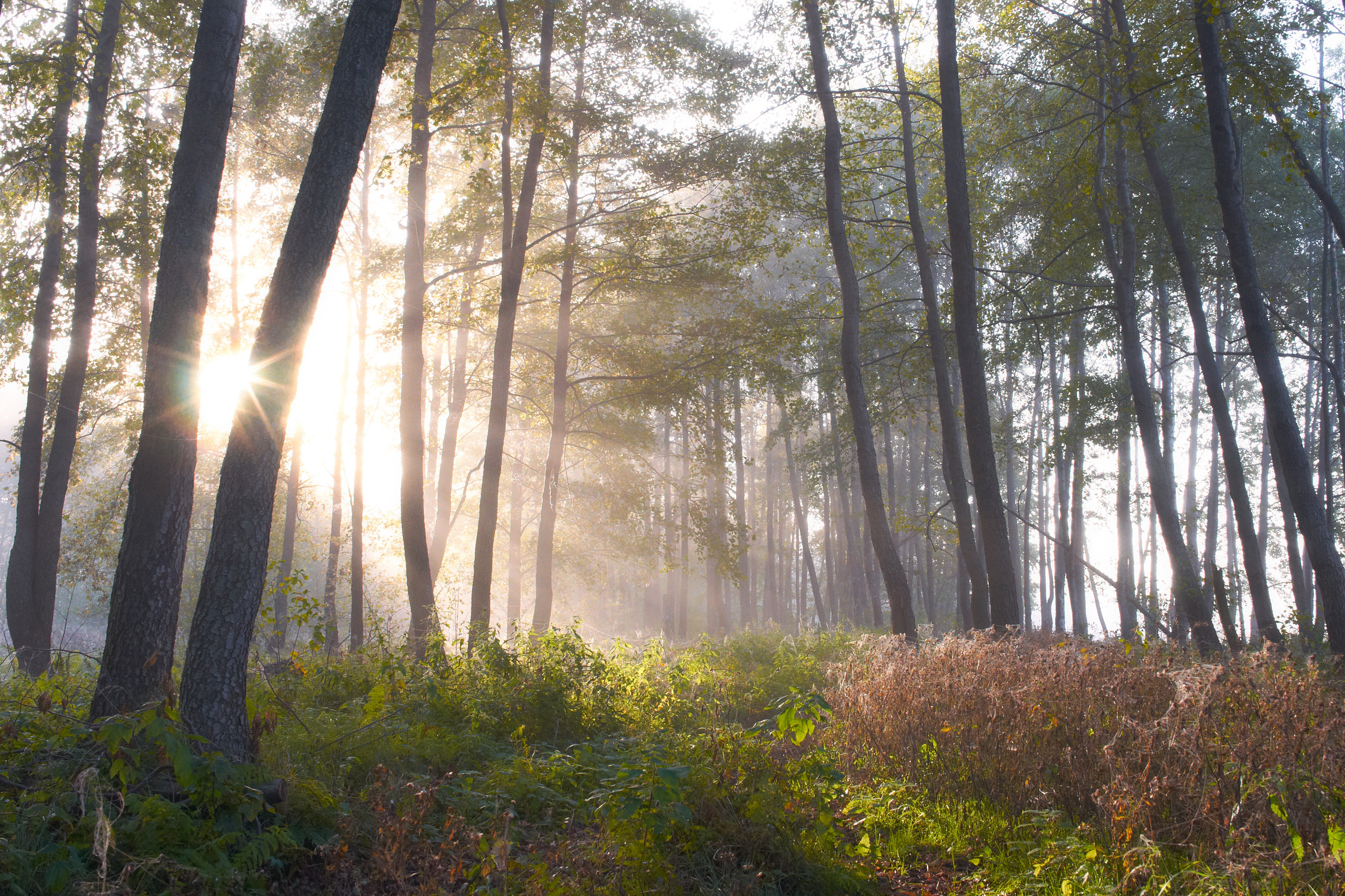 Пейзажная фотография. Портретный фотограф Виноградов Александр | Москва, Шатура