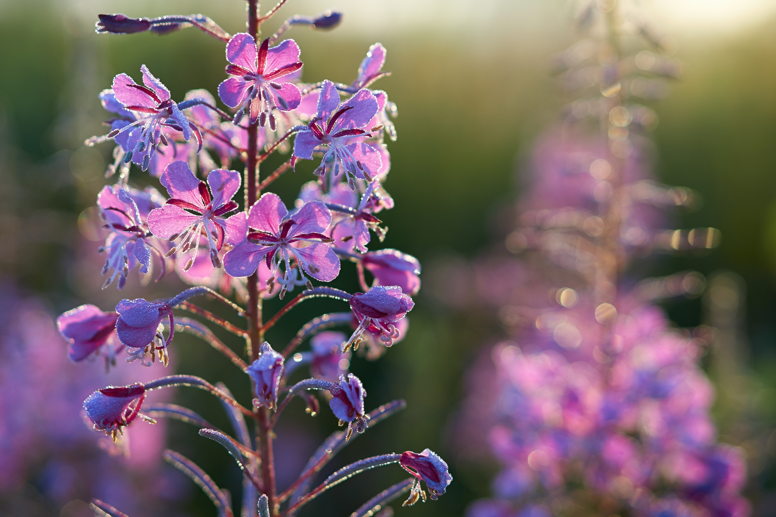 Пейзажная фотография. Портретный фотограф Виноградов Александр | Москва, Шатура