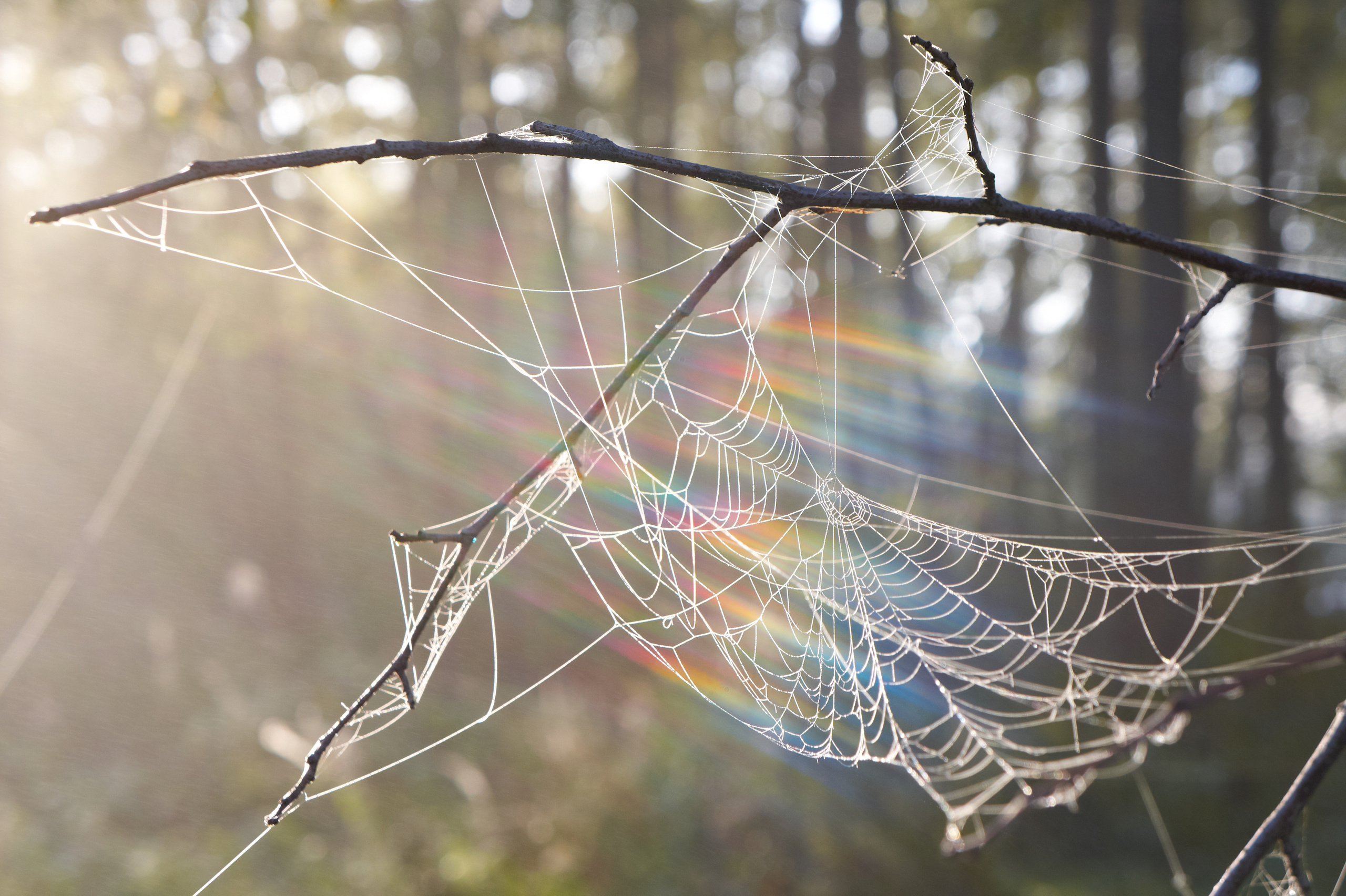 Пейзажная фотография. Портретный фотограф Виноградов Александр | Москва, Шатура