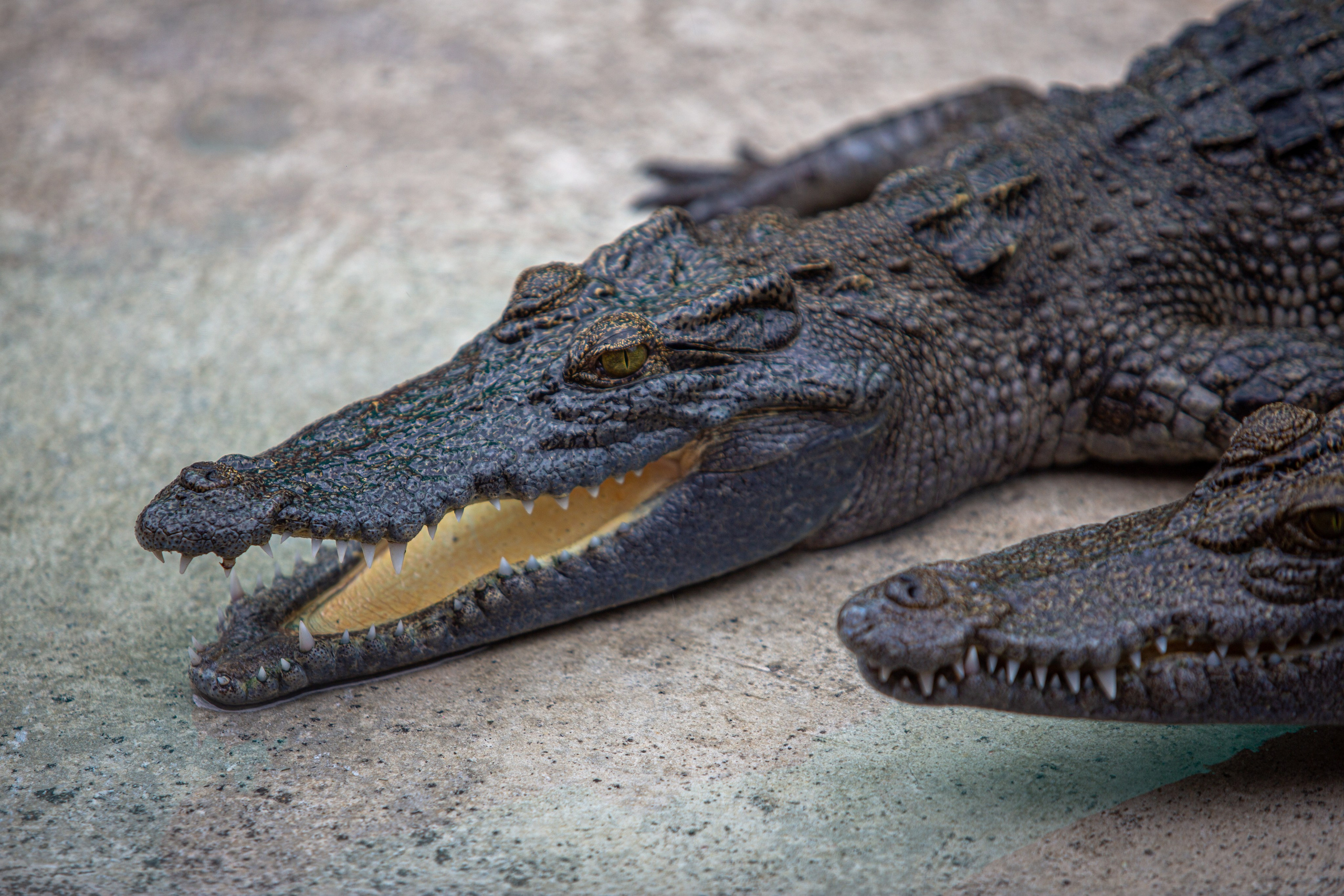 Samut Prakan Crocodile Farm & Zoo. Photographer Sonkina Tatiana (Tanya Ash)