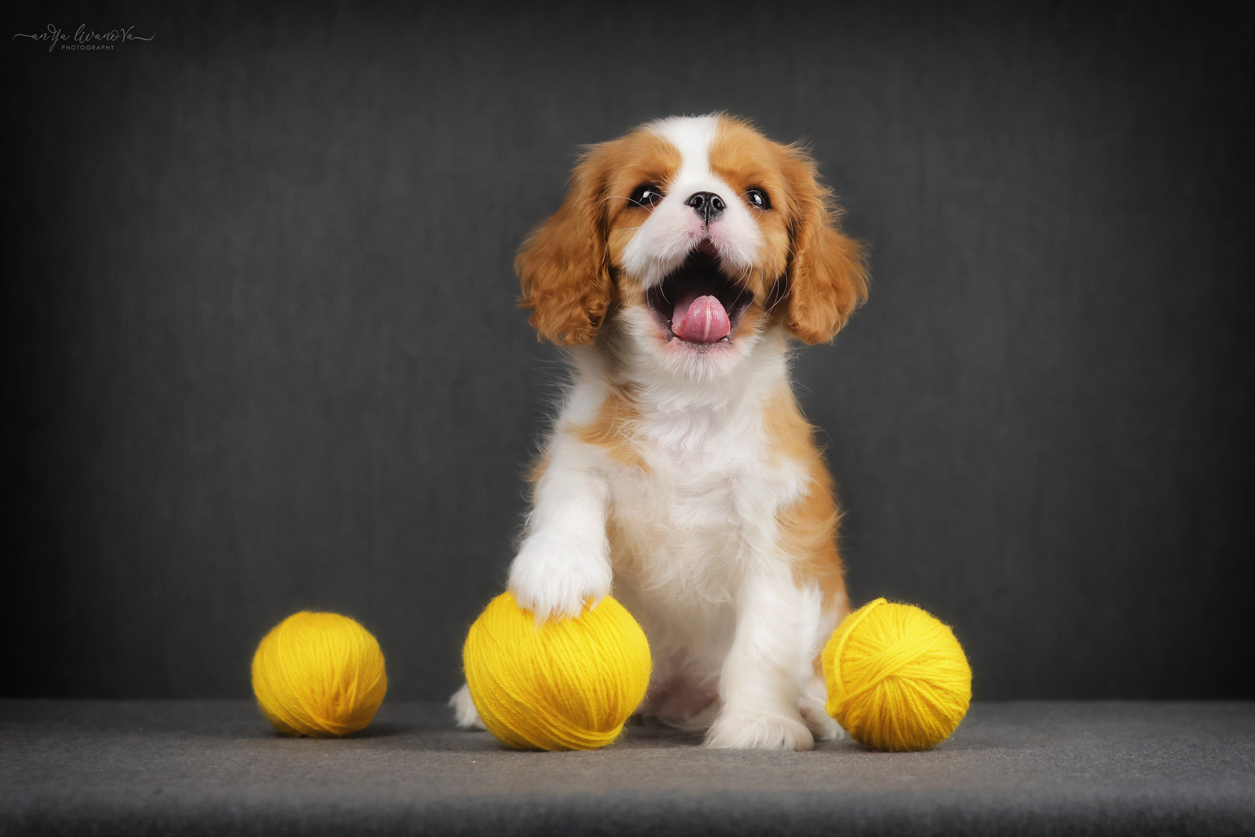 Кавалерчики. Фотограф анималист Аня Ливанова | Рыбинск