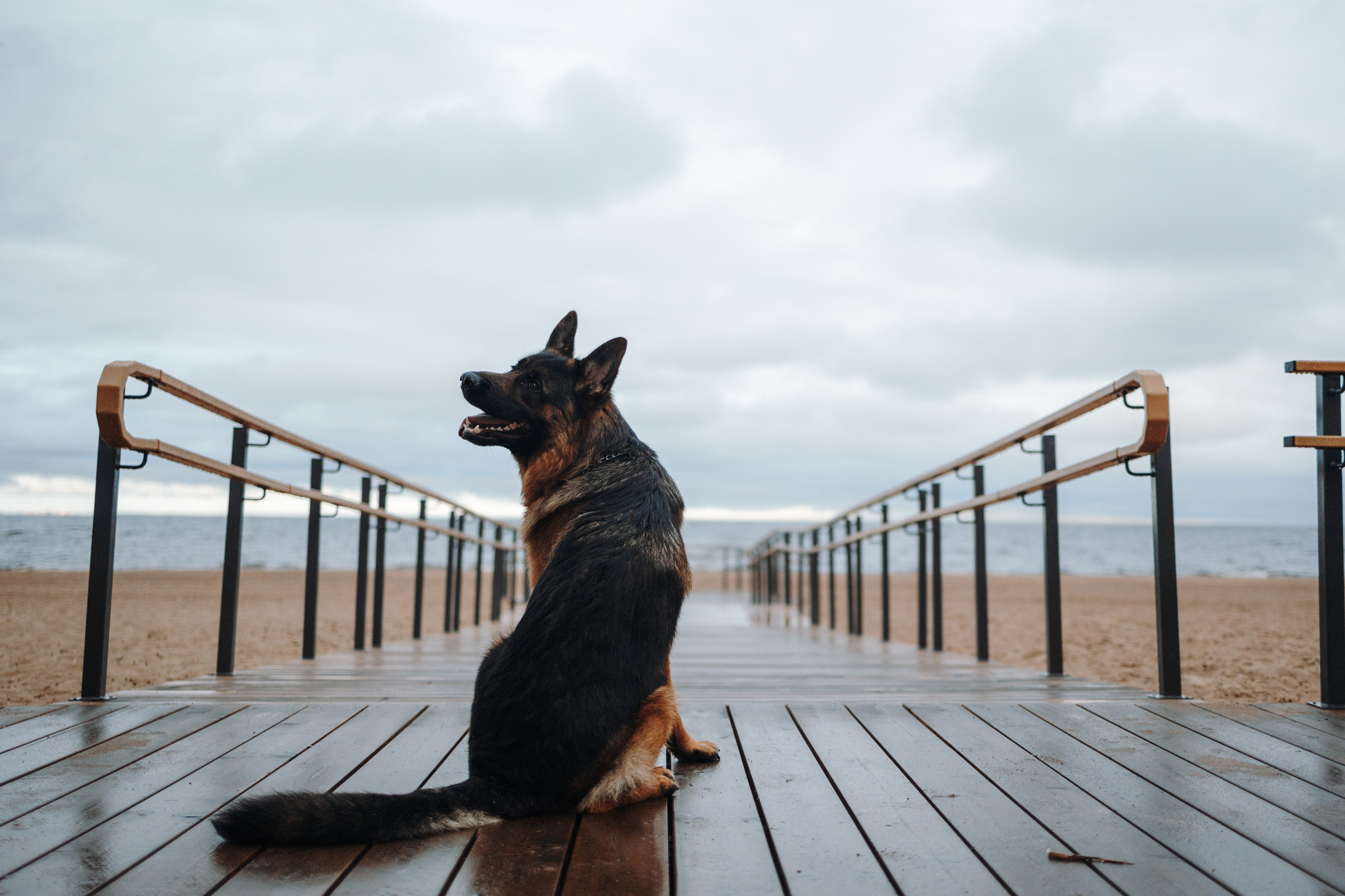 Катя и Агат. Фотограф — Анималист | Санкт-Петербург