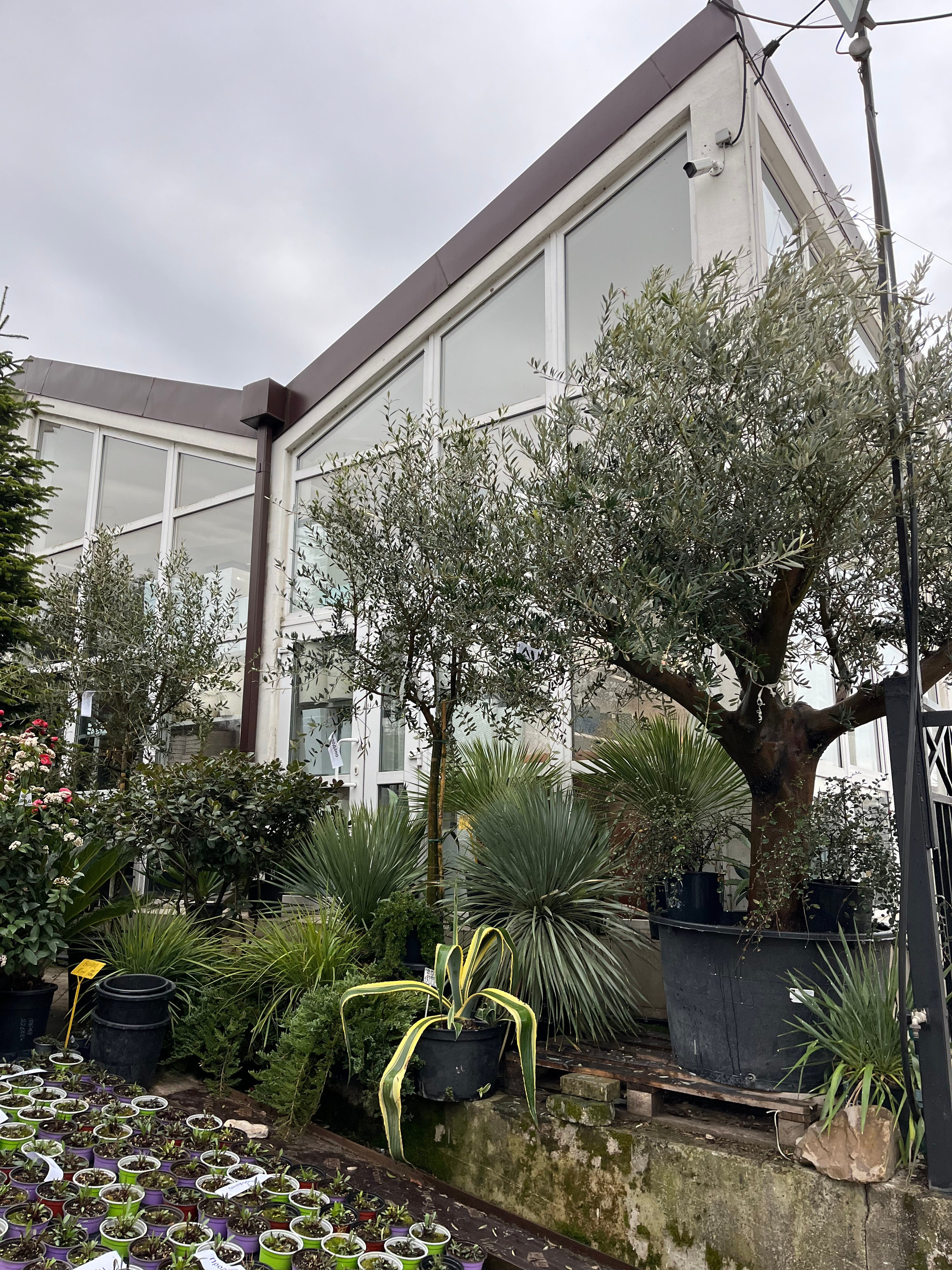 ЛЮБИМЫЕ ЦВЕТЫ