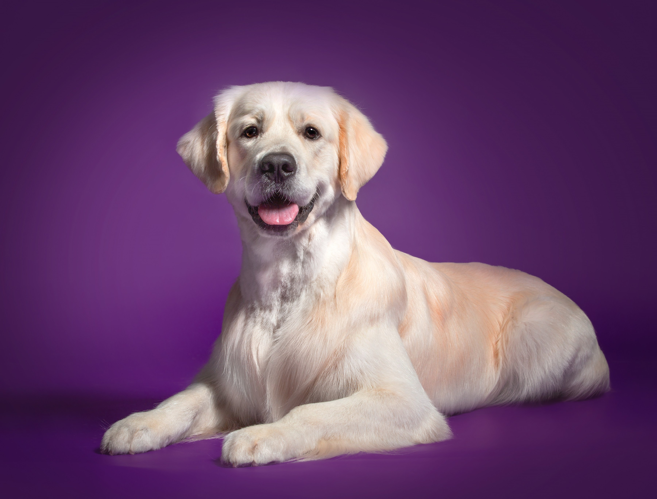 Разные породы