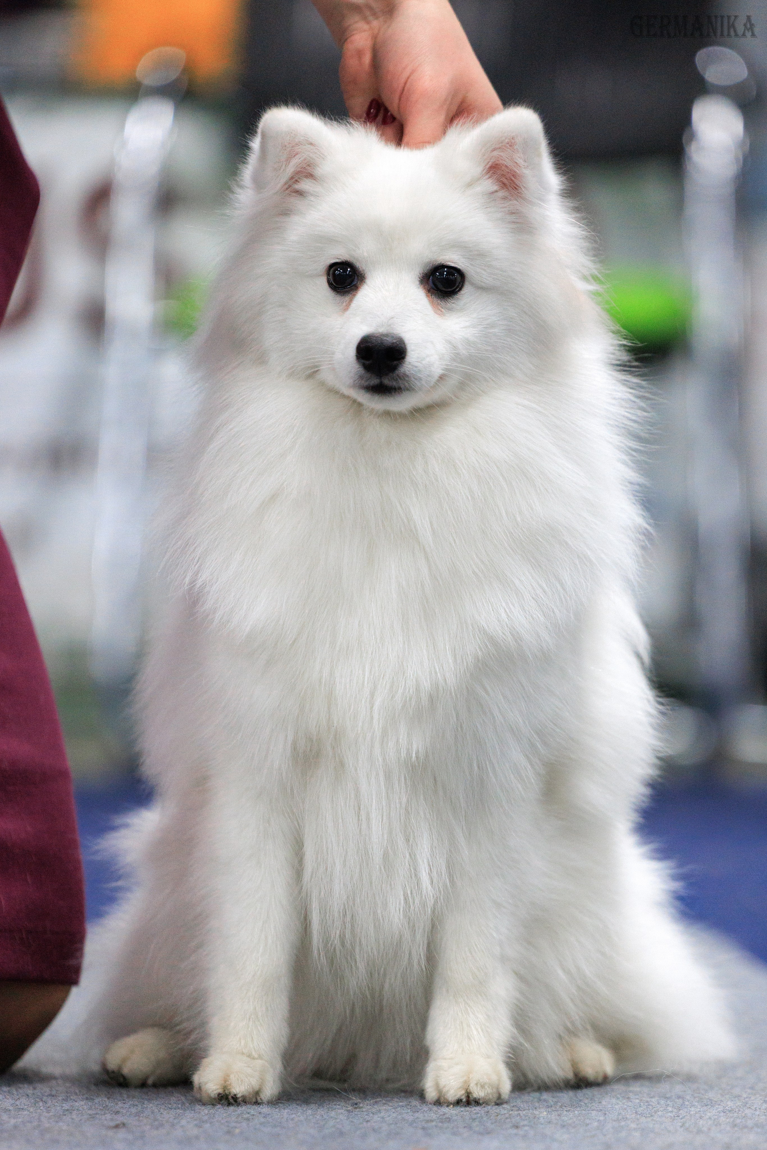 Сфера 28.01. и 4.02.2024. Фотограф-анималист Юлия Германика