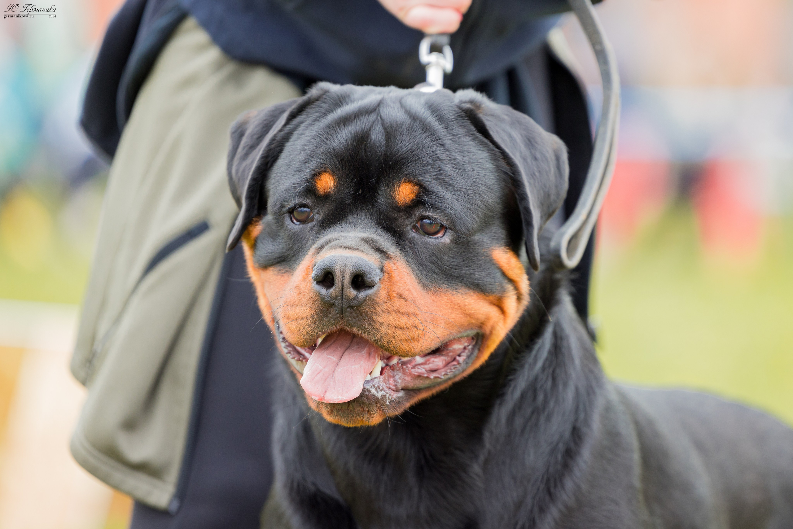 Нижний Новгород 11-12.05.2024 моно ротвейлеров. Фотограф-анималист Юлия Германика