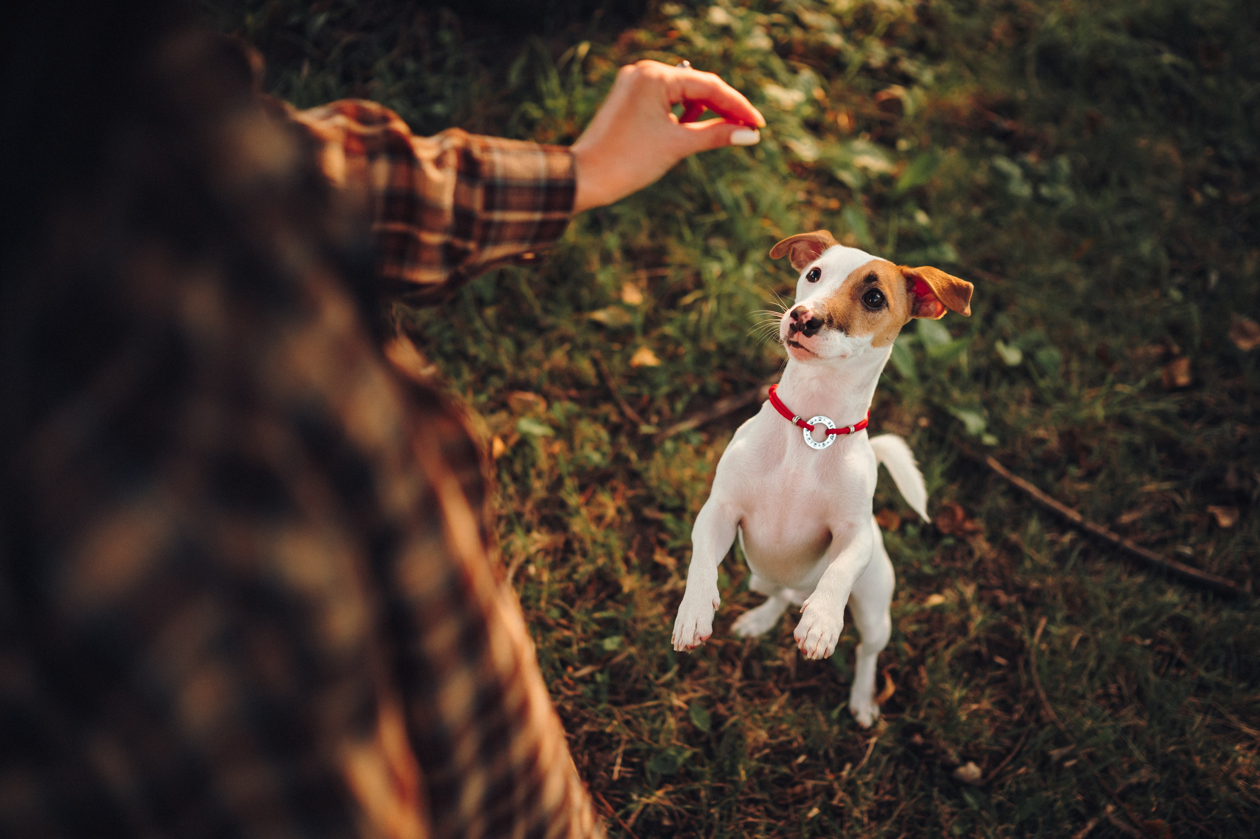 Алена, Илья, Даня и Данте. Семейный фотограф анималист Ананьева Мария — Москва