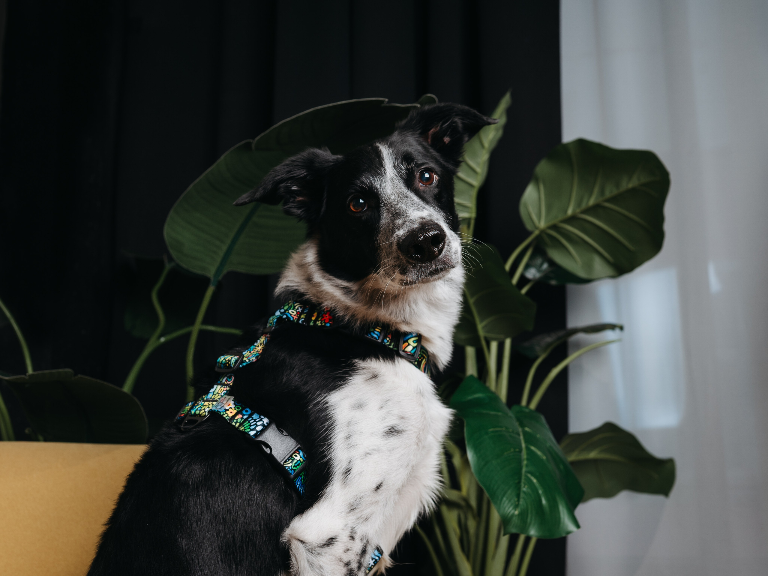 Cosmodog. Амуниция. Семейный фотограф анималист Ананьева Мария — Москва