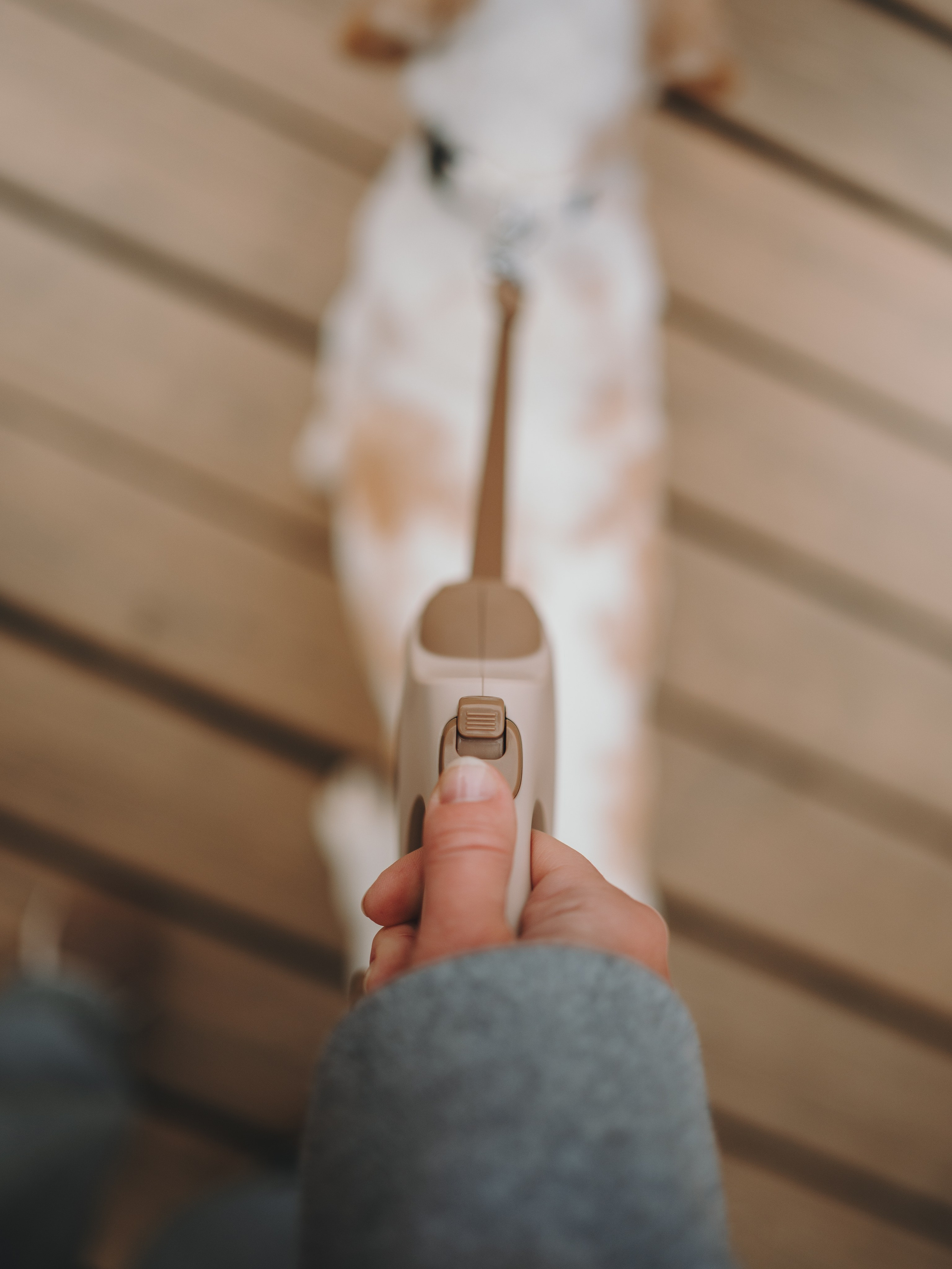 Pawsitive. Семейный фотограф анималист Ананьева Мария — Москва