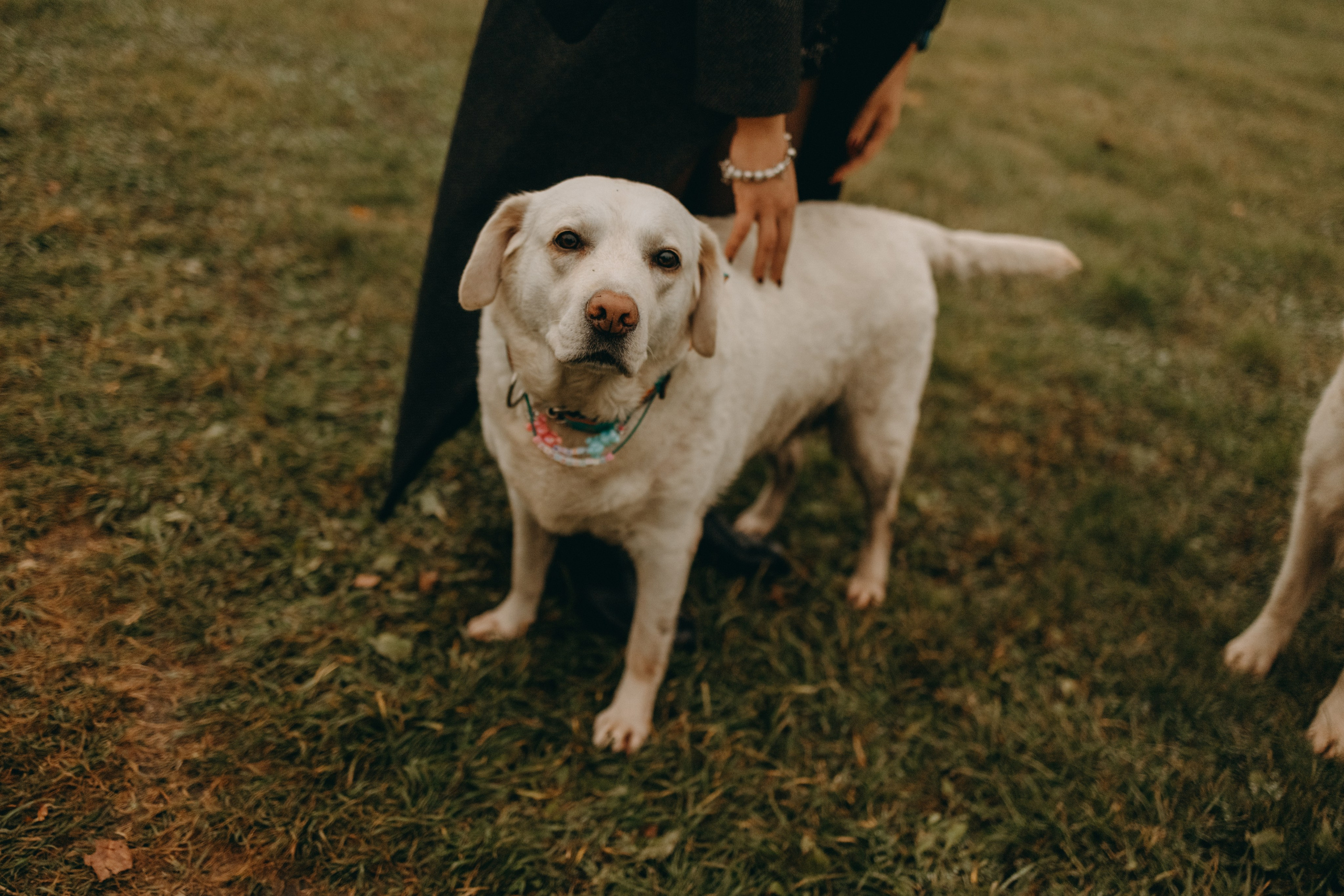Женя и ее девочки. Фотограф — Анималист | Санкт-Петербург