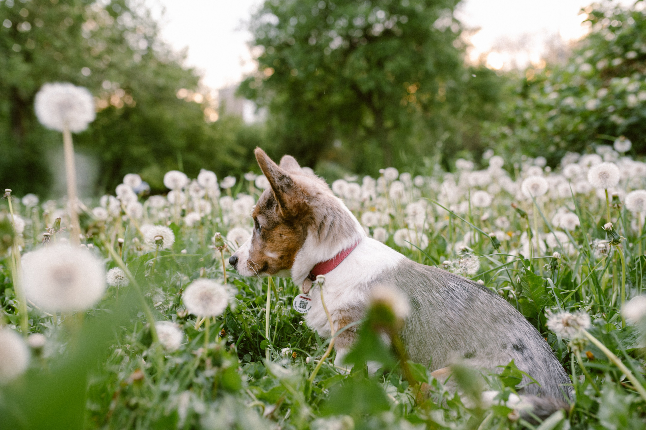 Настя и её семья. Фотограф анималист в Москве Ольга Агушева