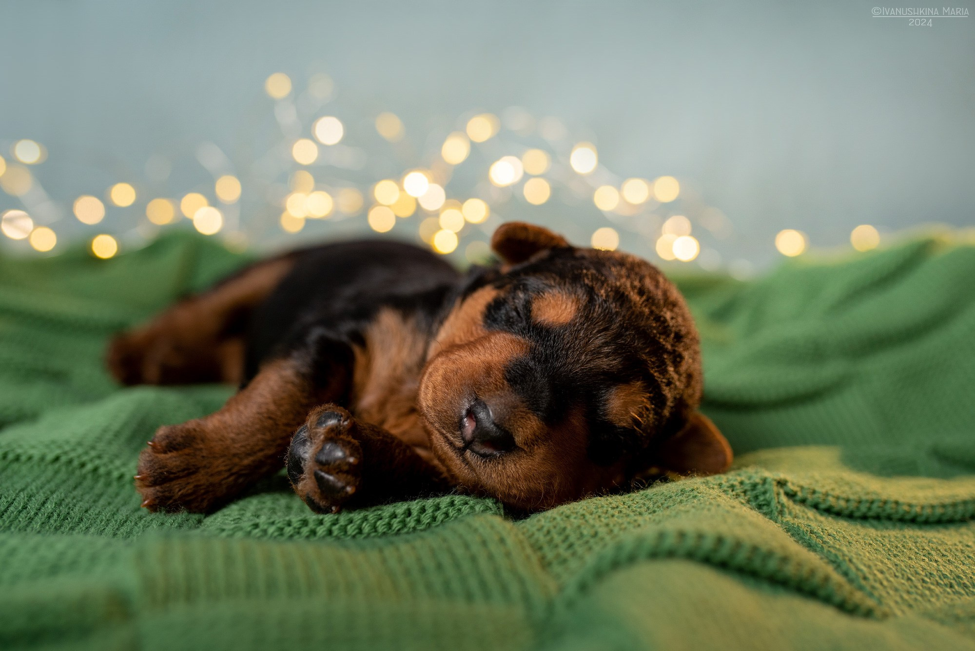Ньюборн фотосессия щенков. Фотограф собак в Москве и Московской области Иванушкина Мария