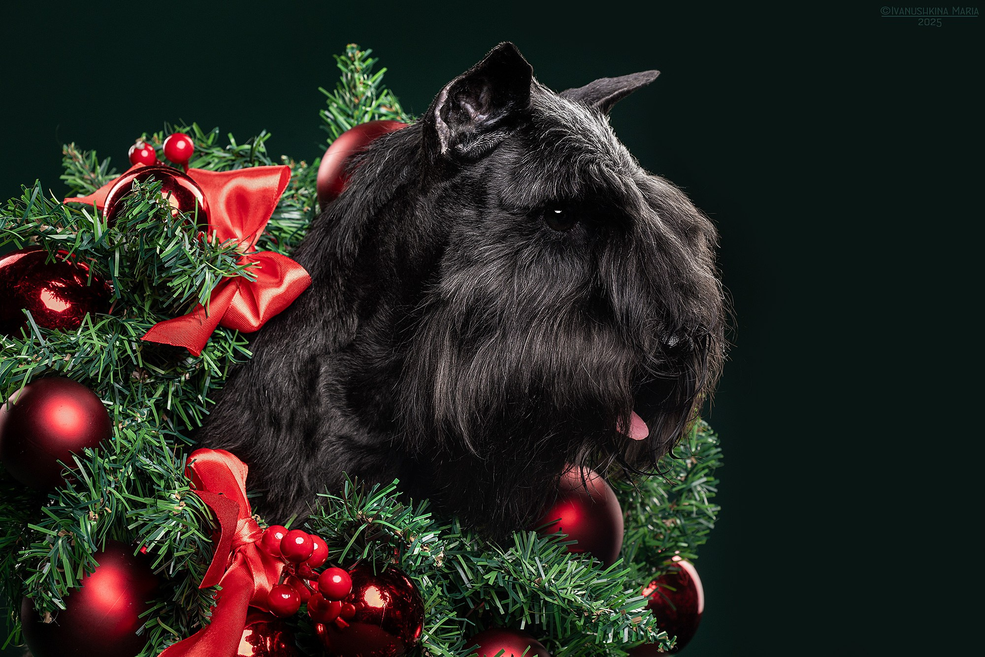 Фотосессия собаки в студии. Фотограф собак в Москве и Московской области Иванушкина Мария