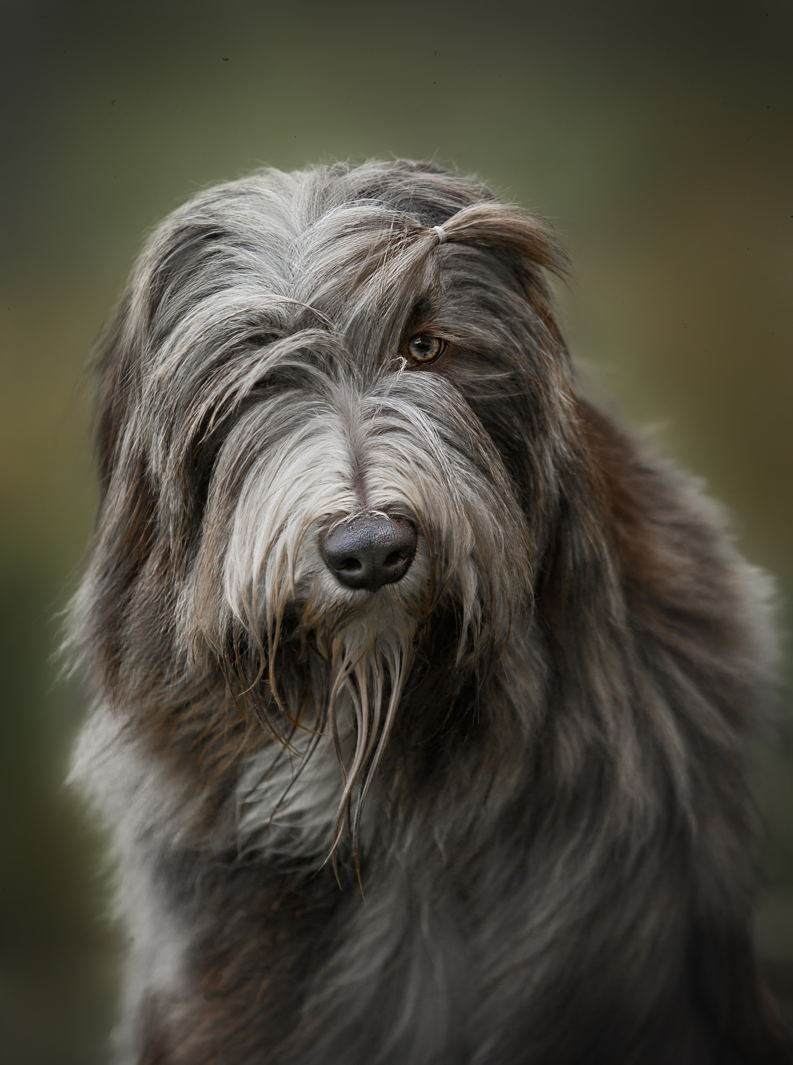 Портфолио. Студия груминга Валерии Кравец