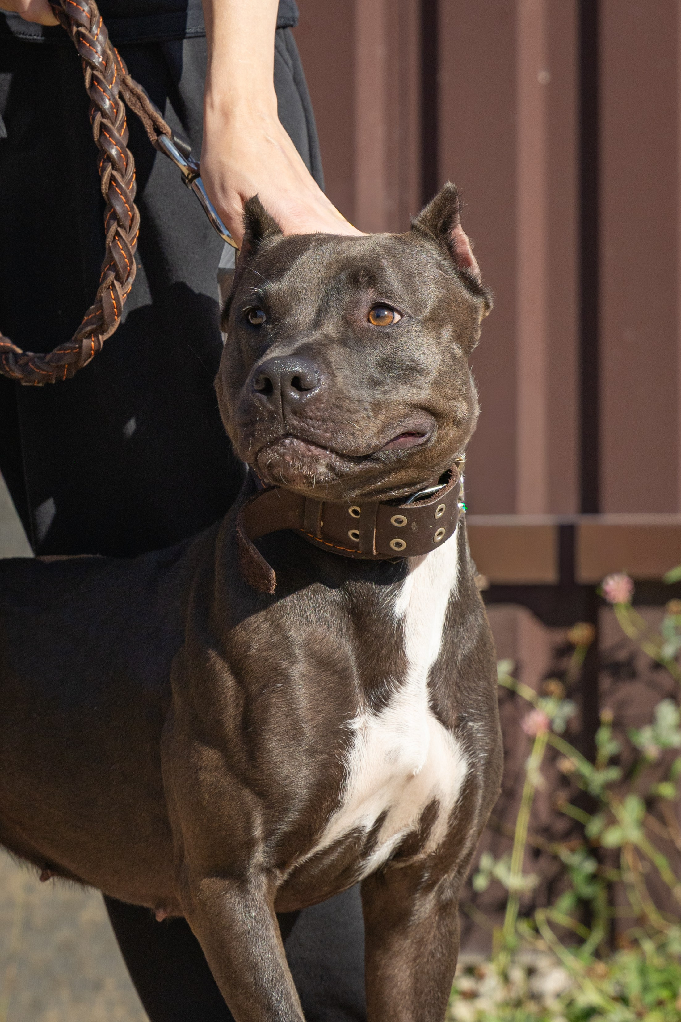 Jump'n'Gym. Виктория Михайловская. Фотограф-анималист. Москва