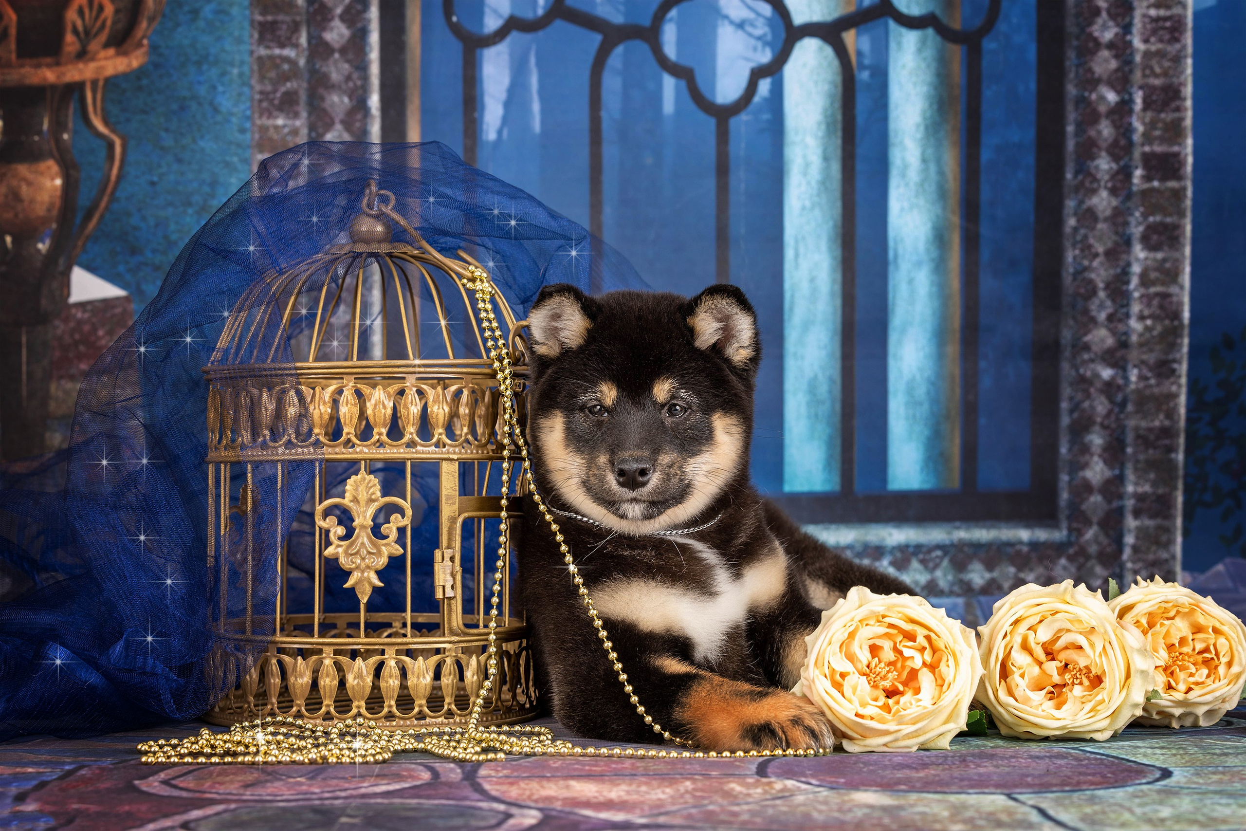 Тематические фоны с рисунком. Фотограф-анималист в Омске Екатерина Маричева