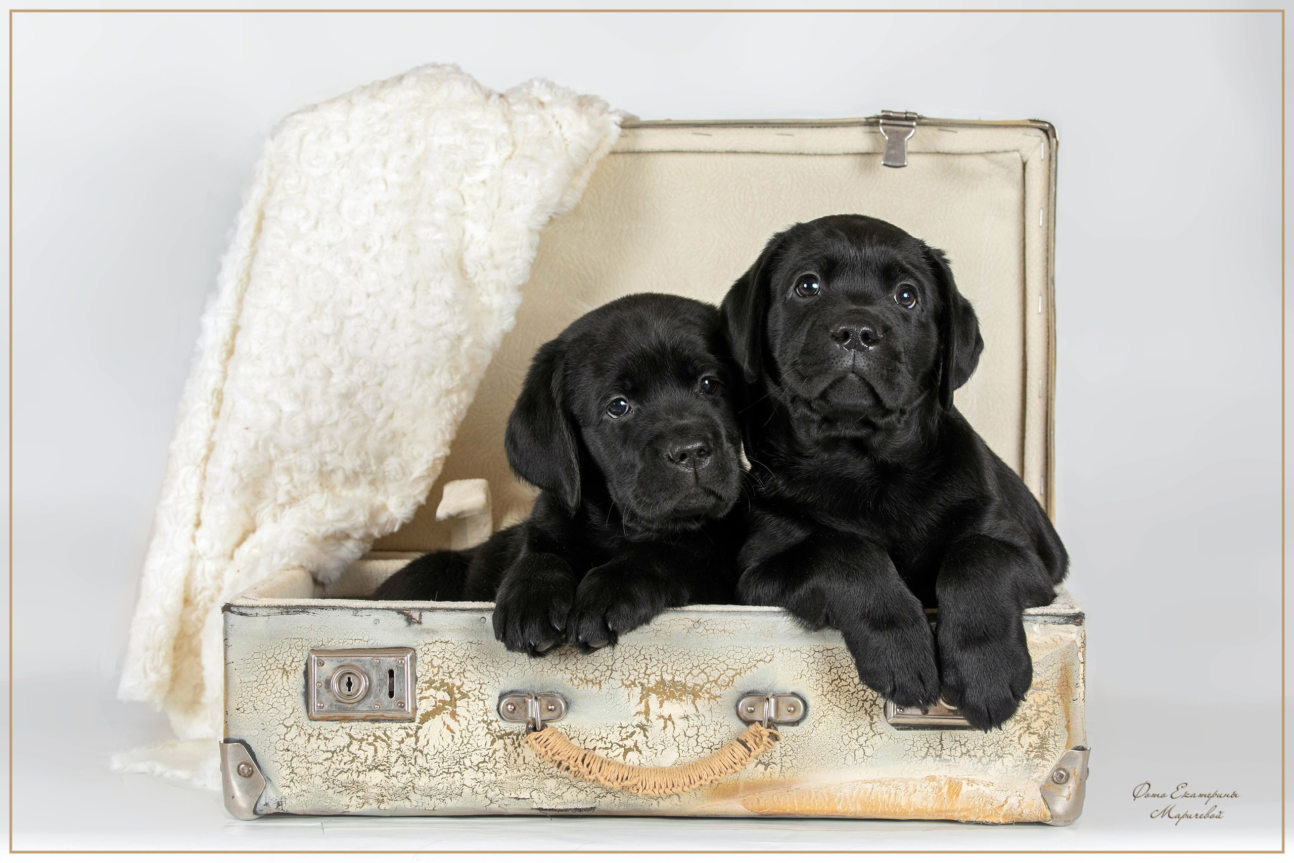 Галерея щенков. Фотограф-анималист в Омске Екатерина Маричева