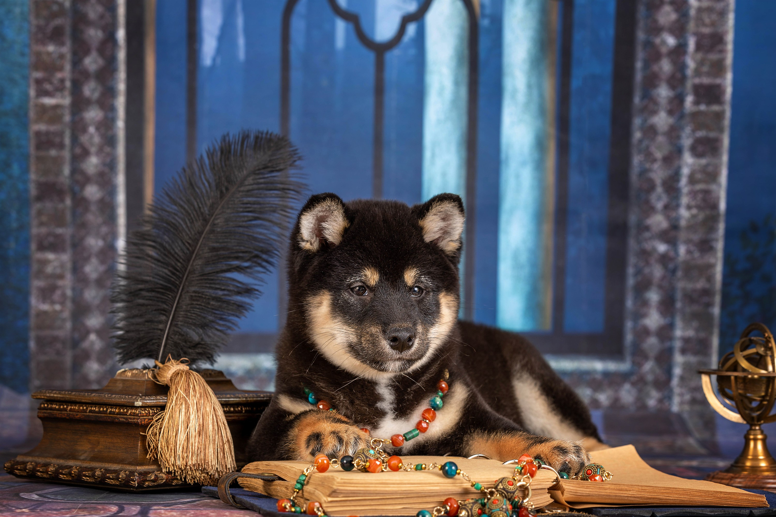 Галерея щенков. Фотограф-анималист в Омске Екатерина Маричева