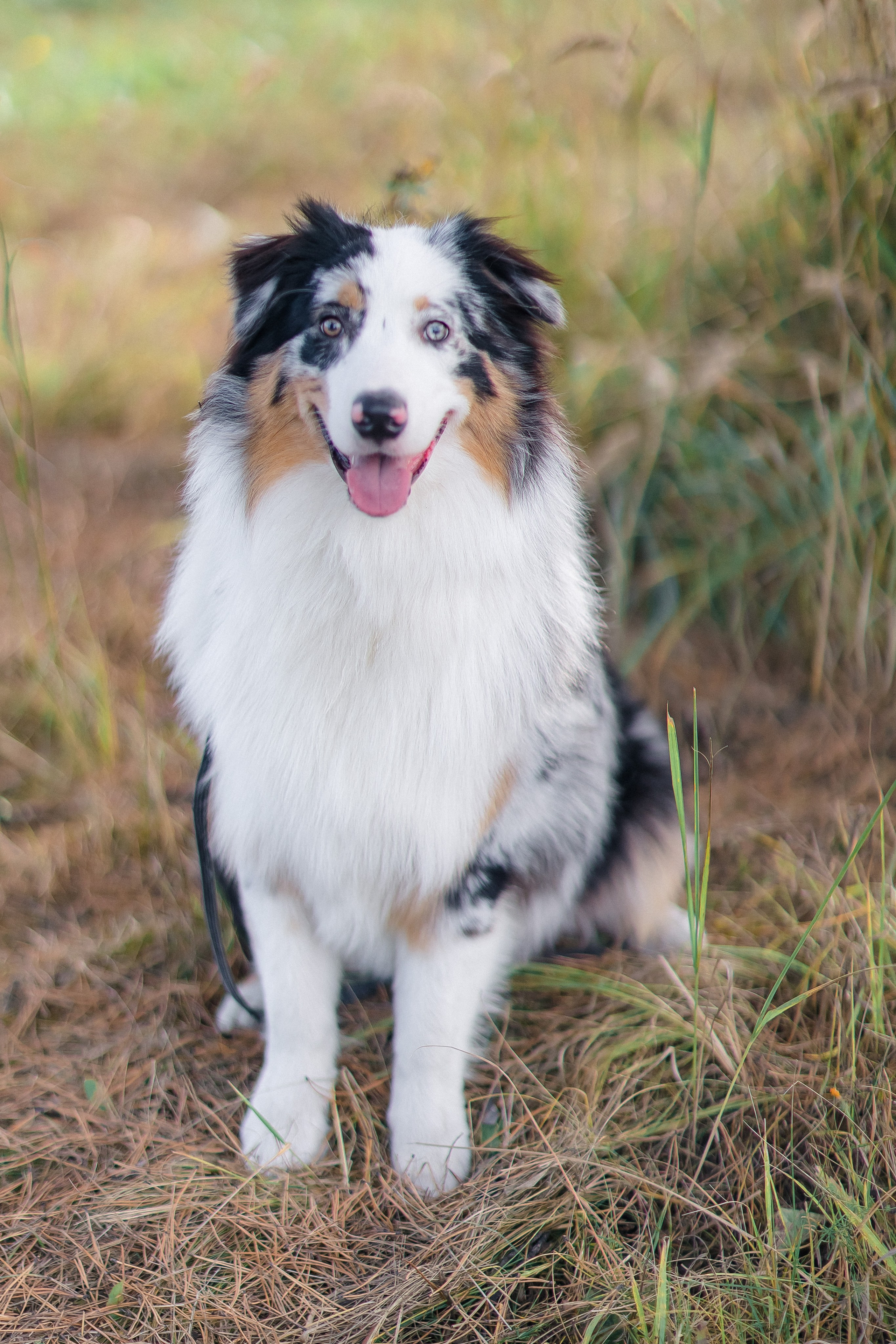 Аусси Дэймон. Свадебный и женский фотограф