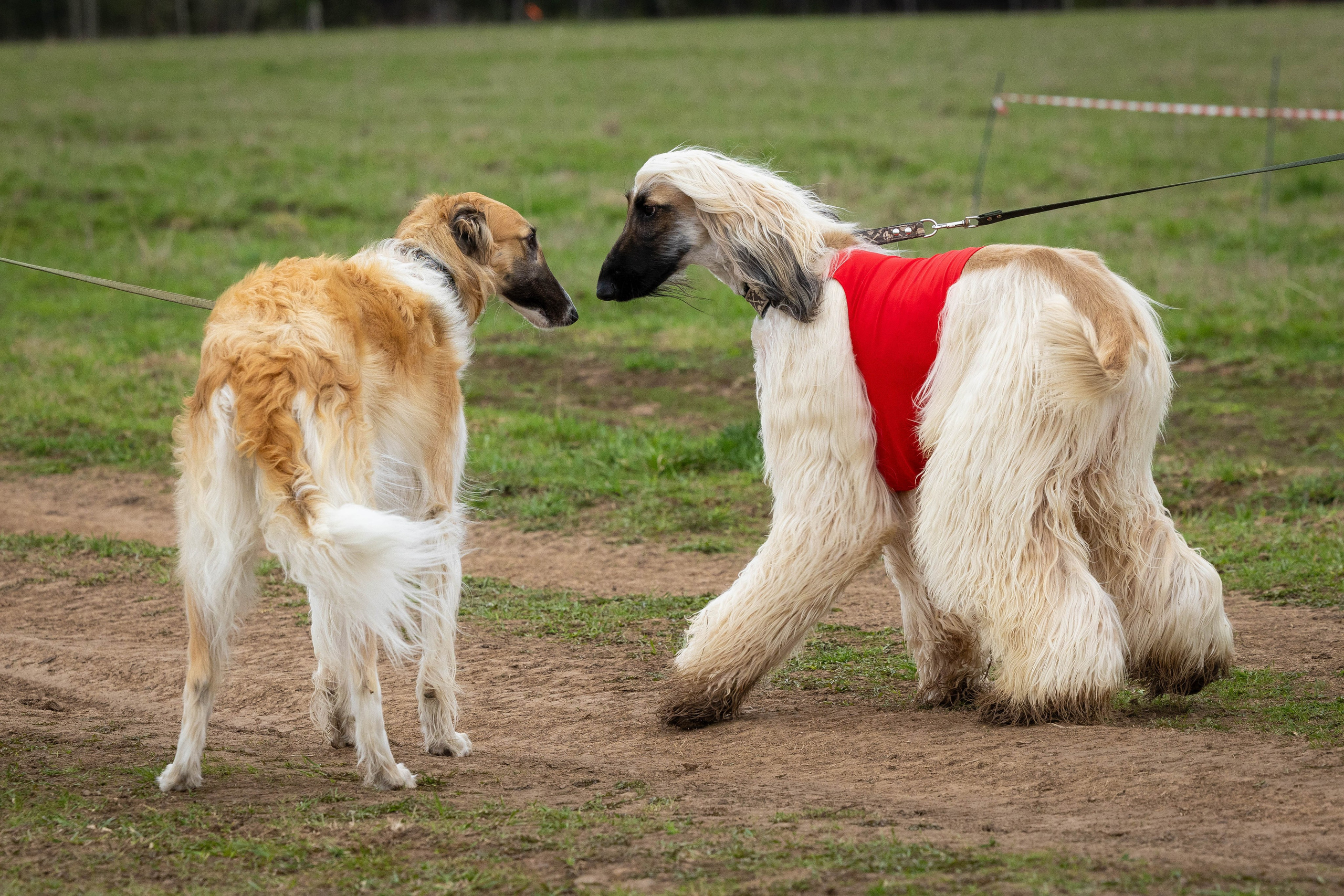 Курсинг. Фотограф Анималист в Перми Анастасия Остерман