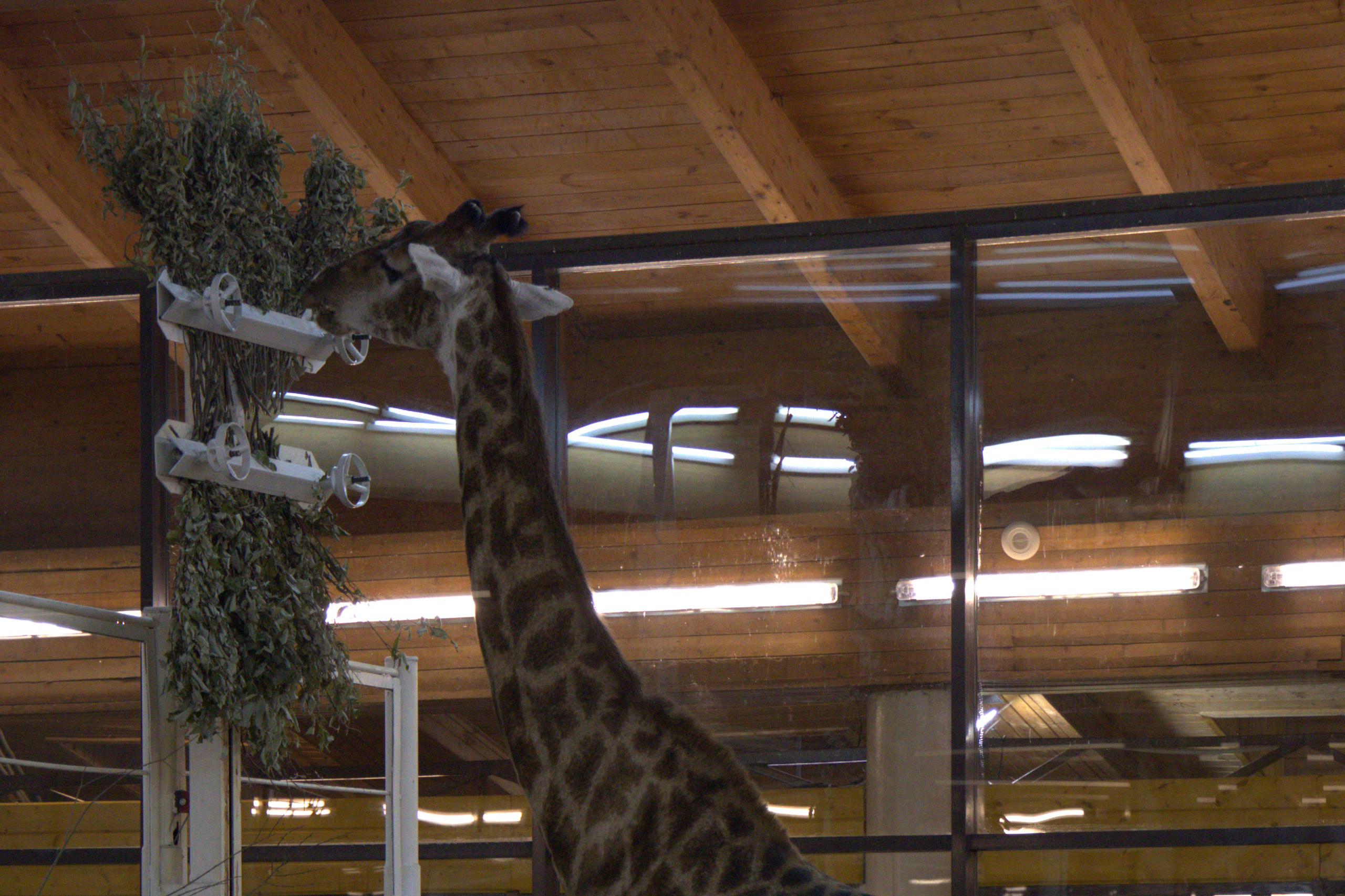 ЗООПАРК. ФОТОГРАФ В МОСКВЕ СТАНИСЛАВ КОБЗЕВ