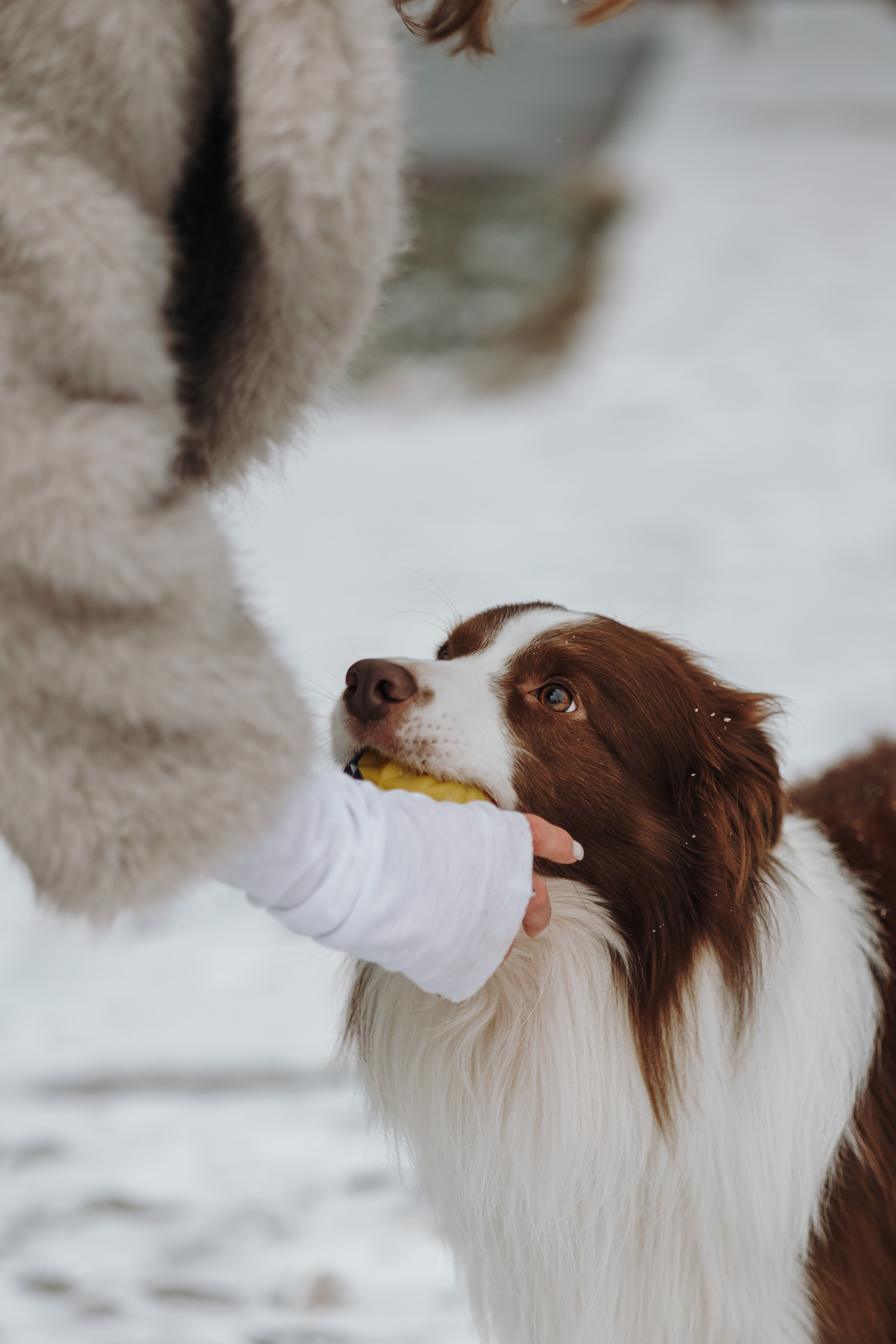 Маша и Брауни. Фотограф-анималист в Санкт-Петербурге Алина Яхонт