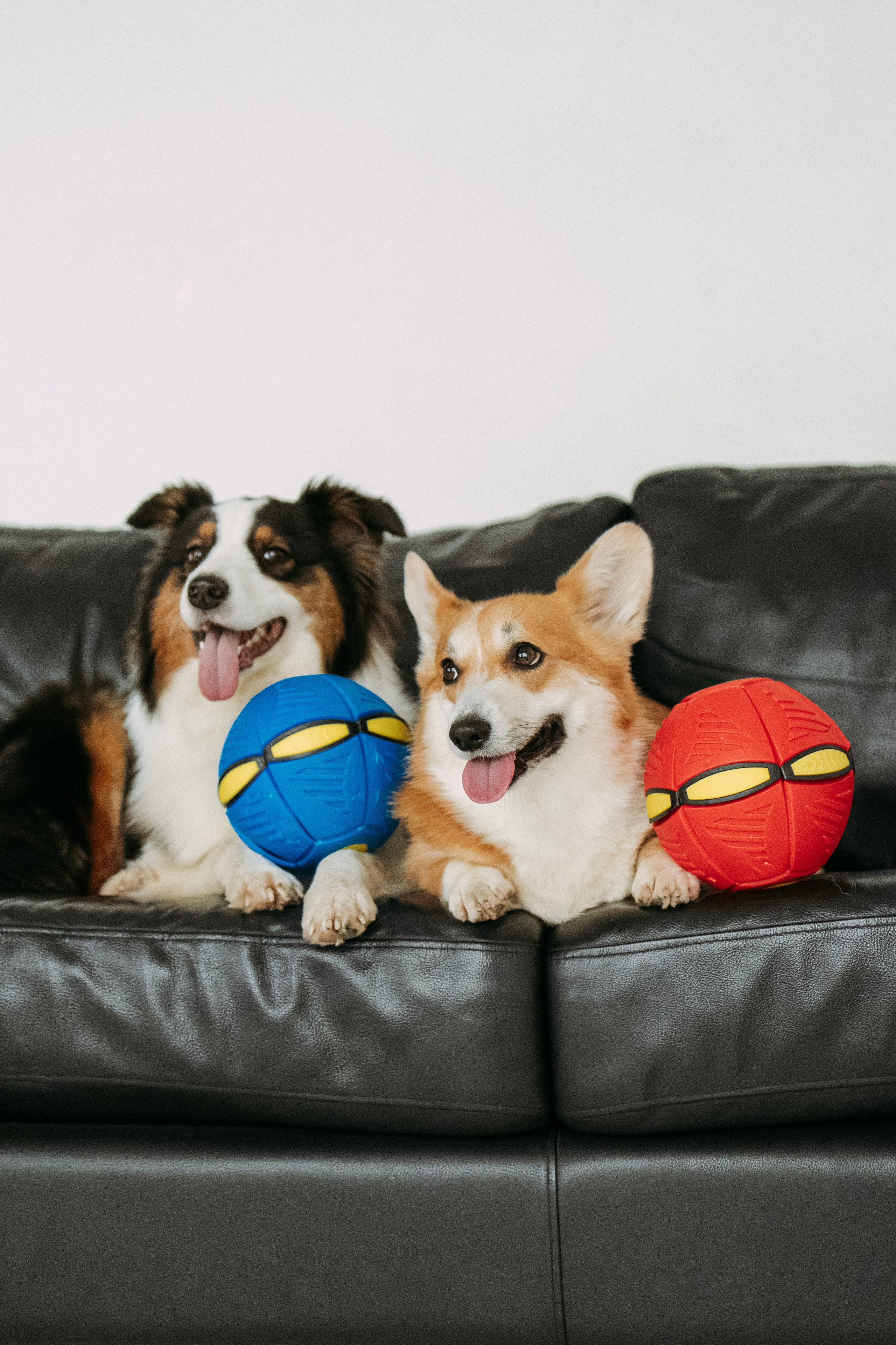 Мячи-попрыгуны. Фотораф — анималист Мария Шистка