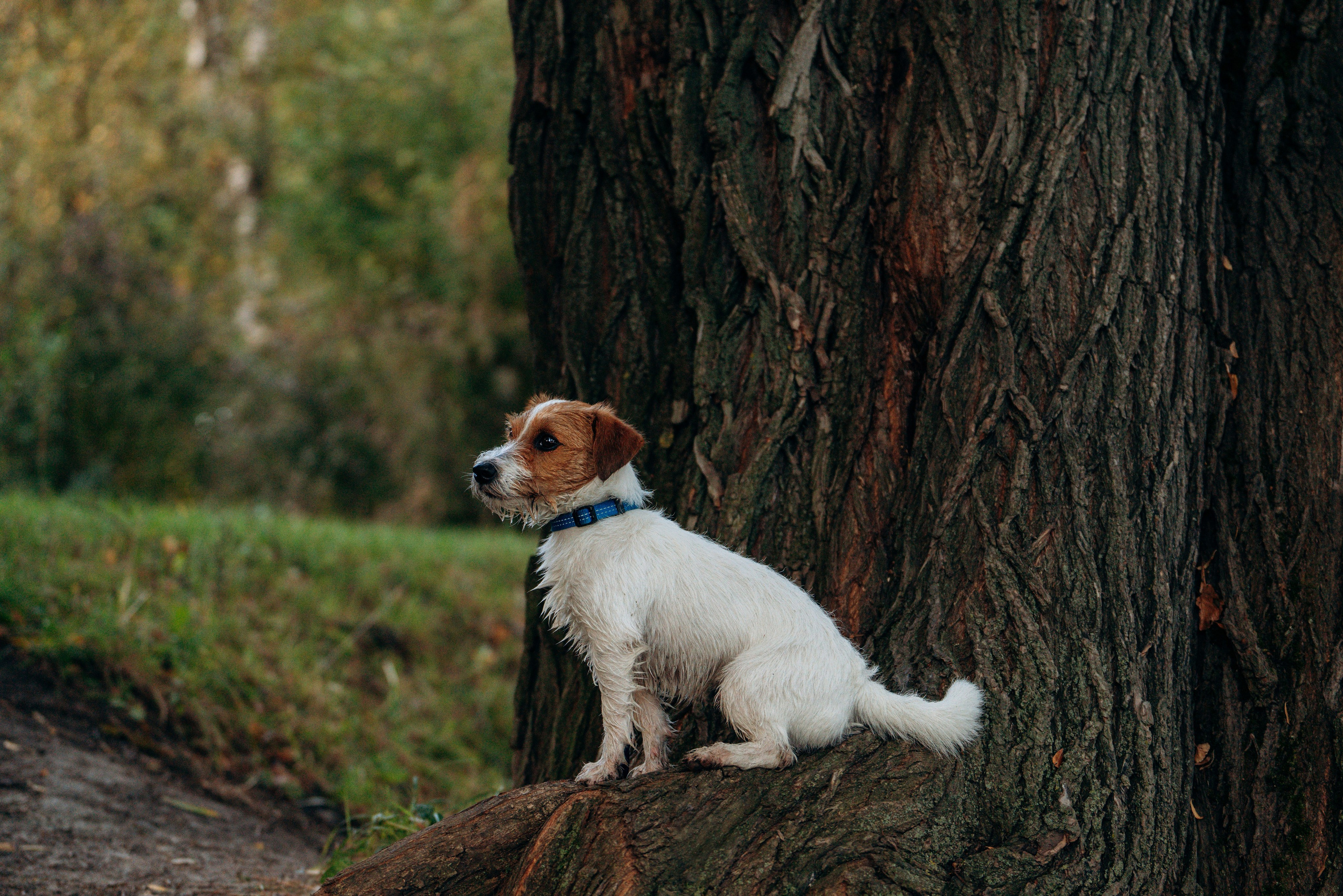 Фотосессия с маленькой собакой Спб. Фотограф анималист в Спб недорого Олеся Майорова