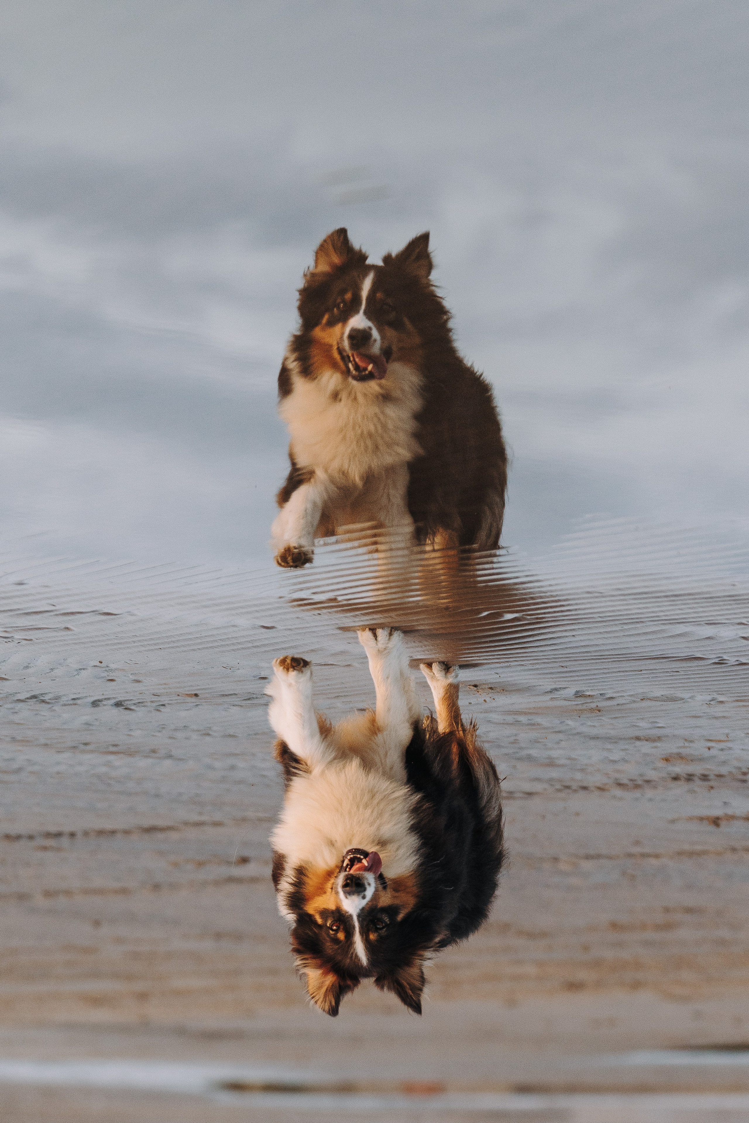 Фотограф анималист в Спб. Фотограф анималист в Спб недорого Олеся Майорова