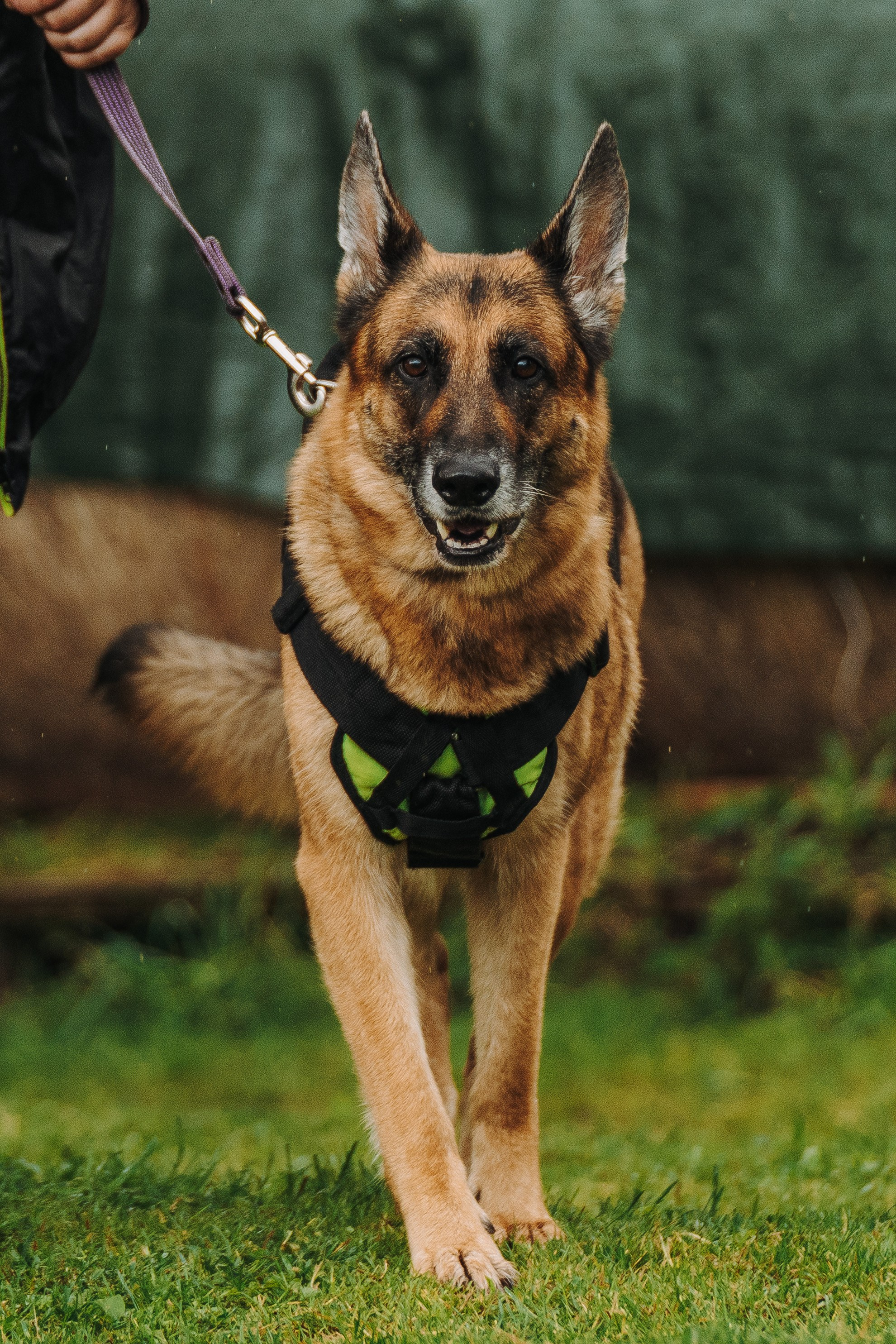 Соревнования по ноузворку в Новожилово. Фотограф анималист в Спб недорого Олеся Майорова