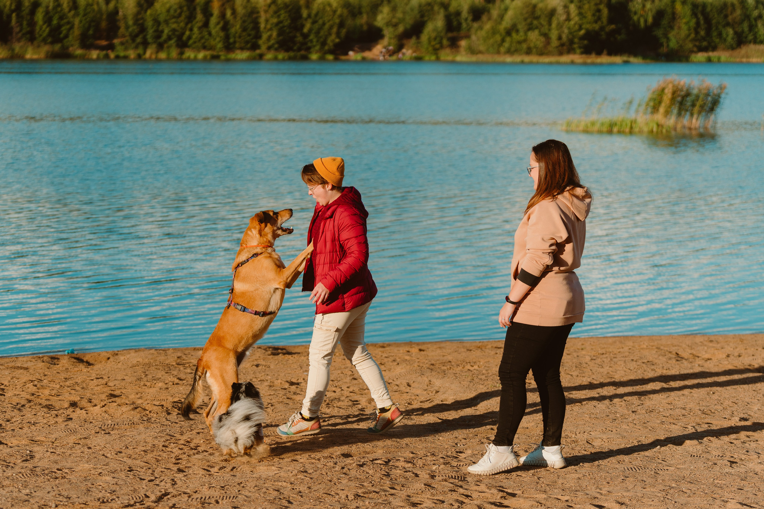 Семейная фотосессия с двумя собаками на закате. Фотограф анималист в Спб недорого Олеся Майорова
