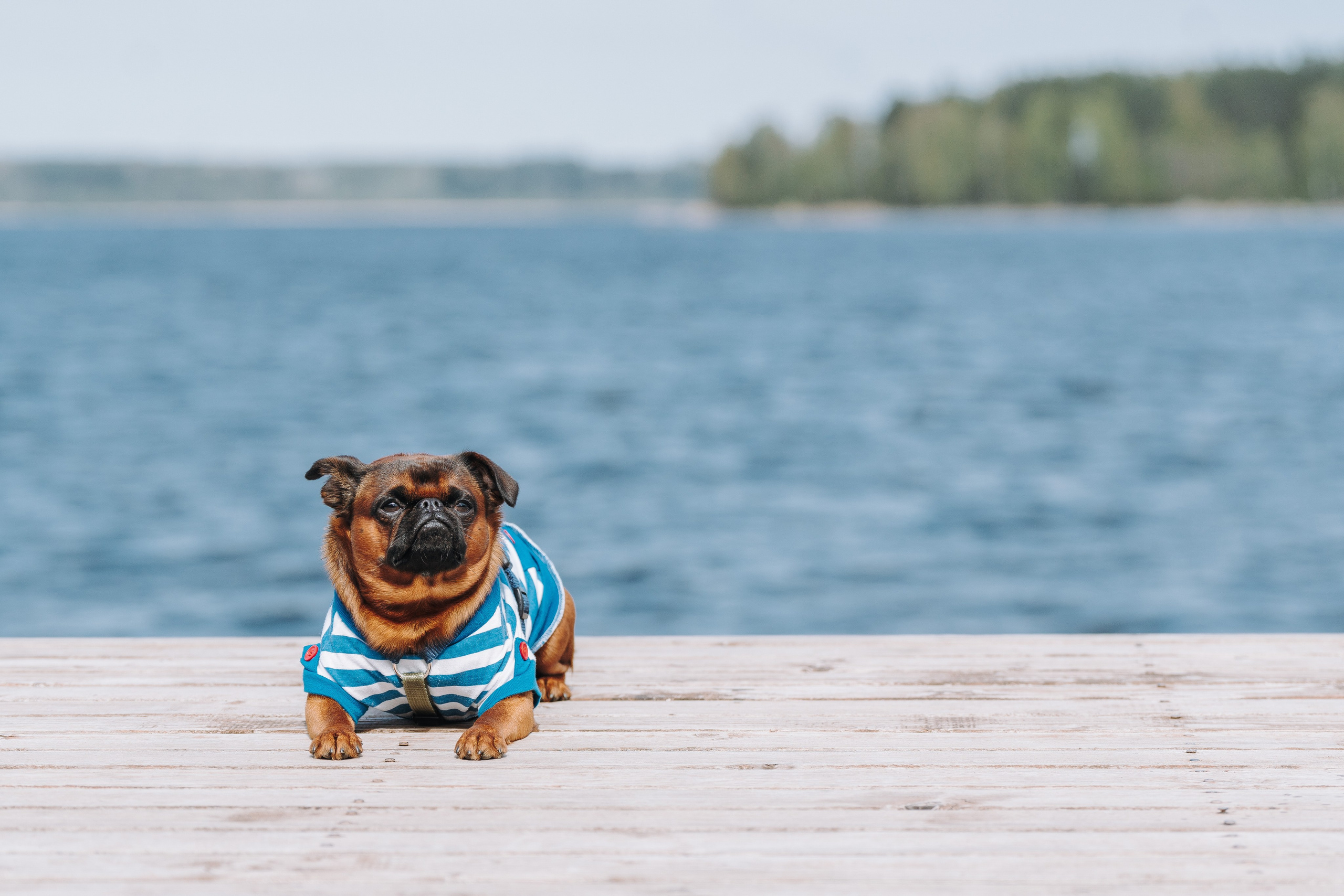 Соревнования по ноузворку в Лосево. Фотограф анималист в Спб недорого Олеся Майорова