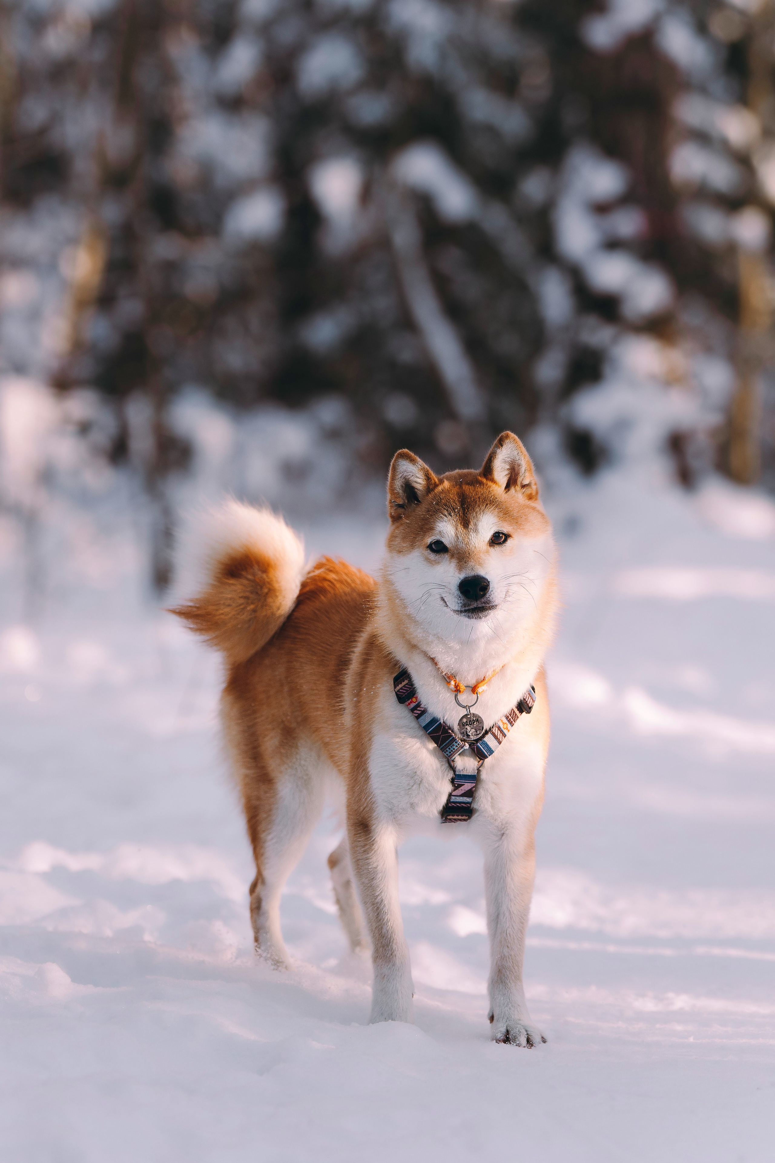 Каори, Анна и Антон. Фотограф анималист в Спб недорого Олеся Майорова