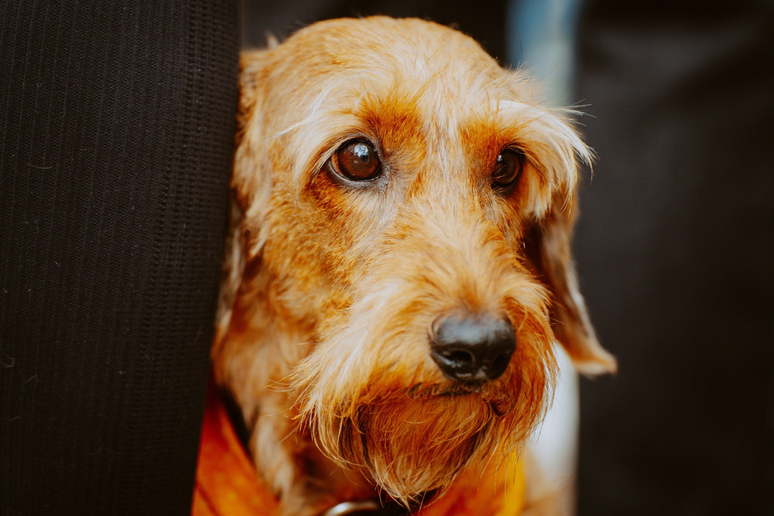 Такспарад. Фотограф анималист в Спб недорого Олеся Майорова
