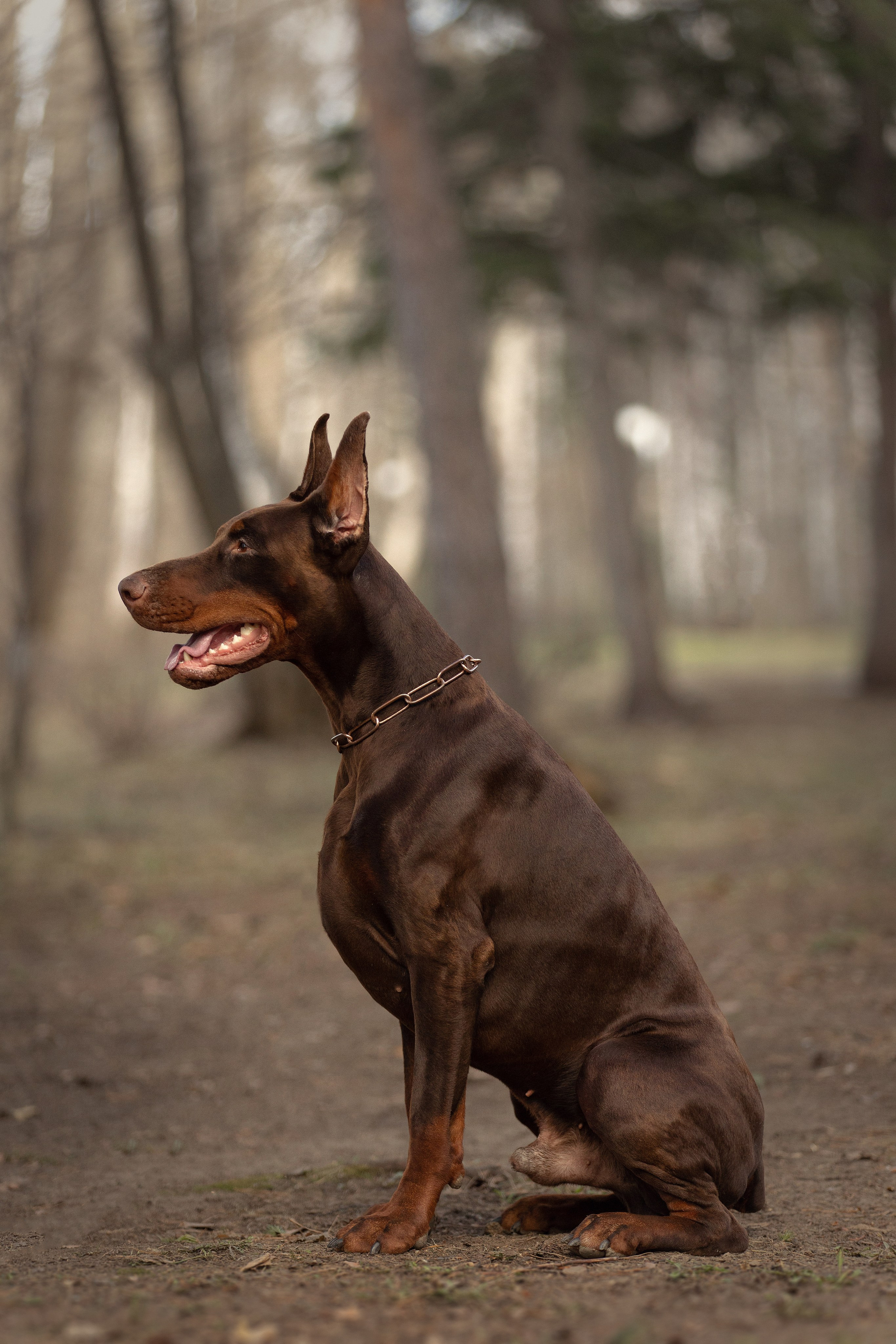 Собаки. Конный фотограф Валынкина Лера