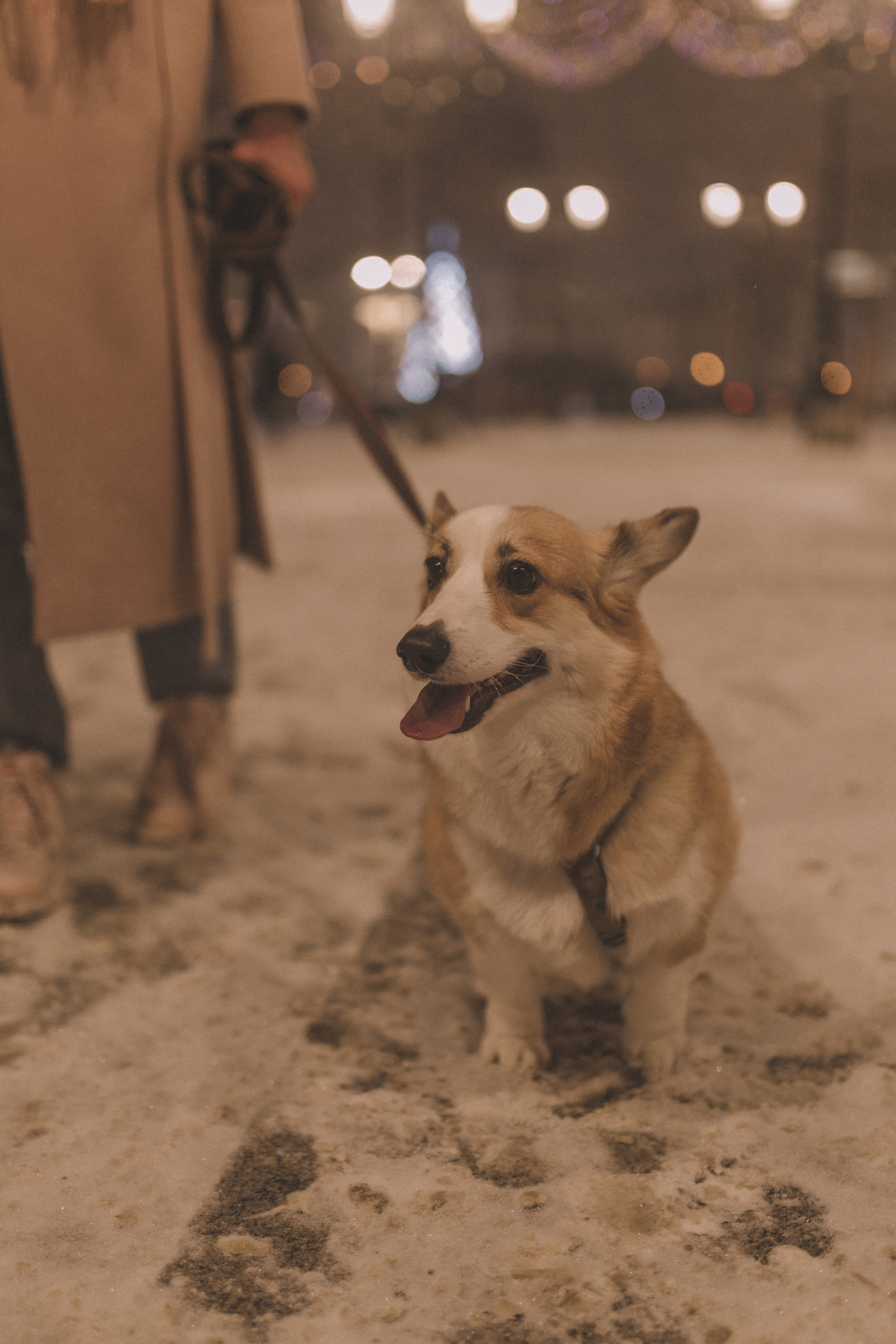 Полина | Санкт-Петербург. Фотограф Екатерина Амбрушкевич