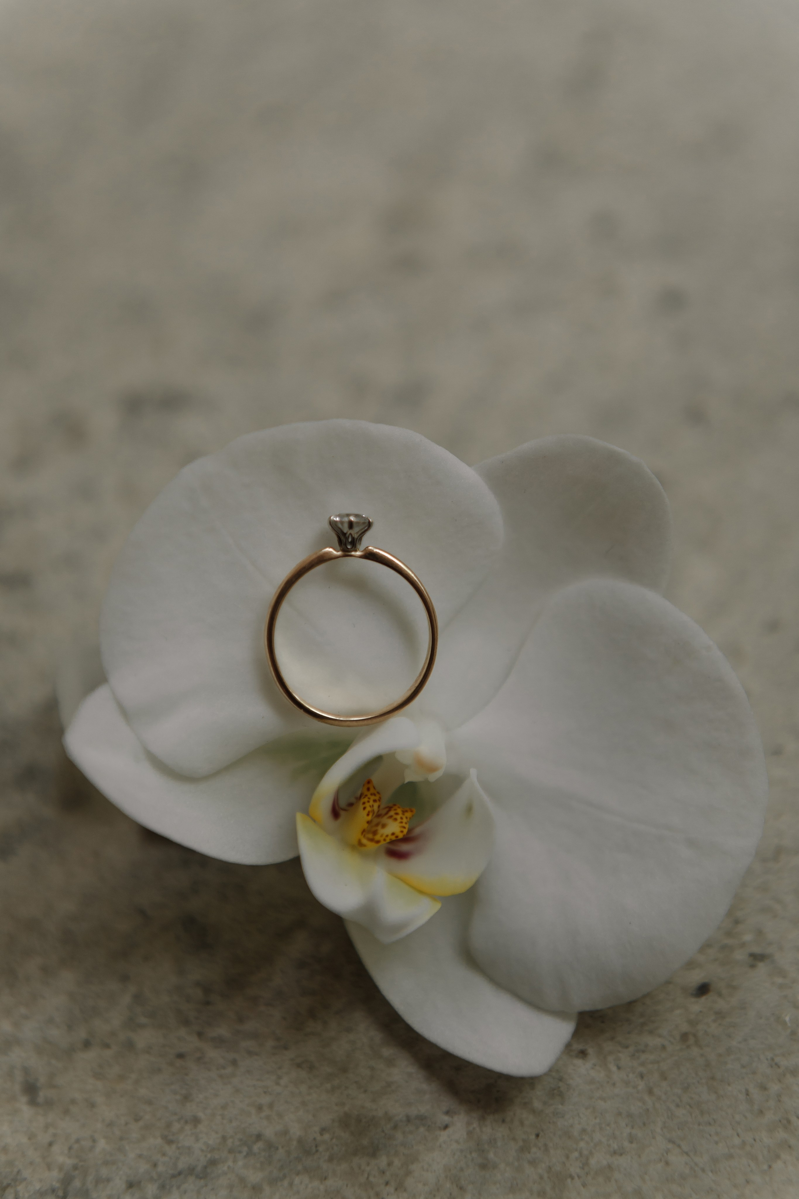 Свадьба Антона и Виктории. Фотограф Кольчугино/Владимир/Москва Елизавета Иода